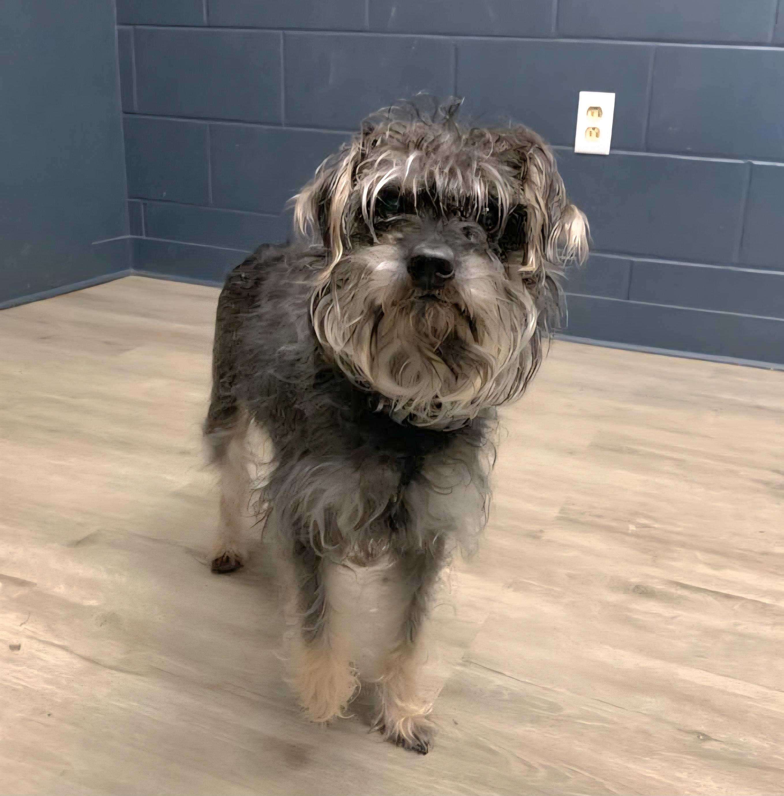 Caterpillar thumbnail 3