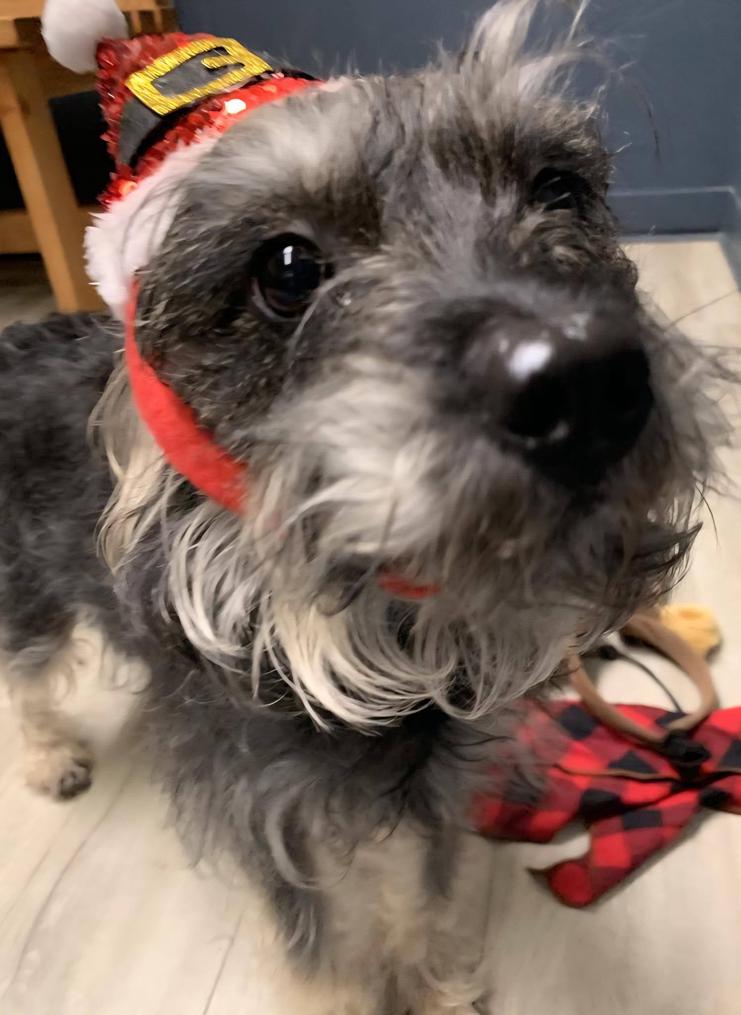 Caterpillar thumbnail 4