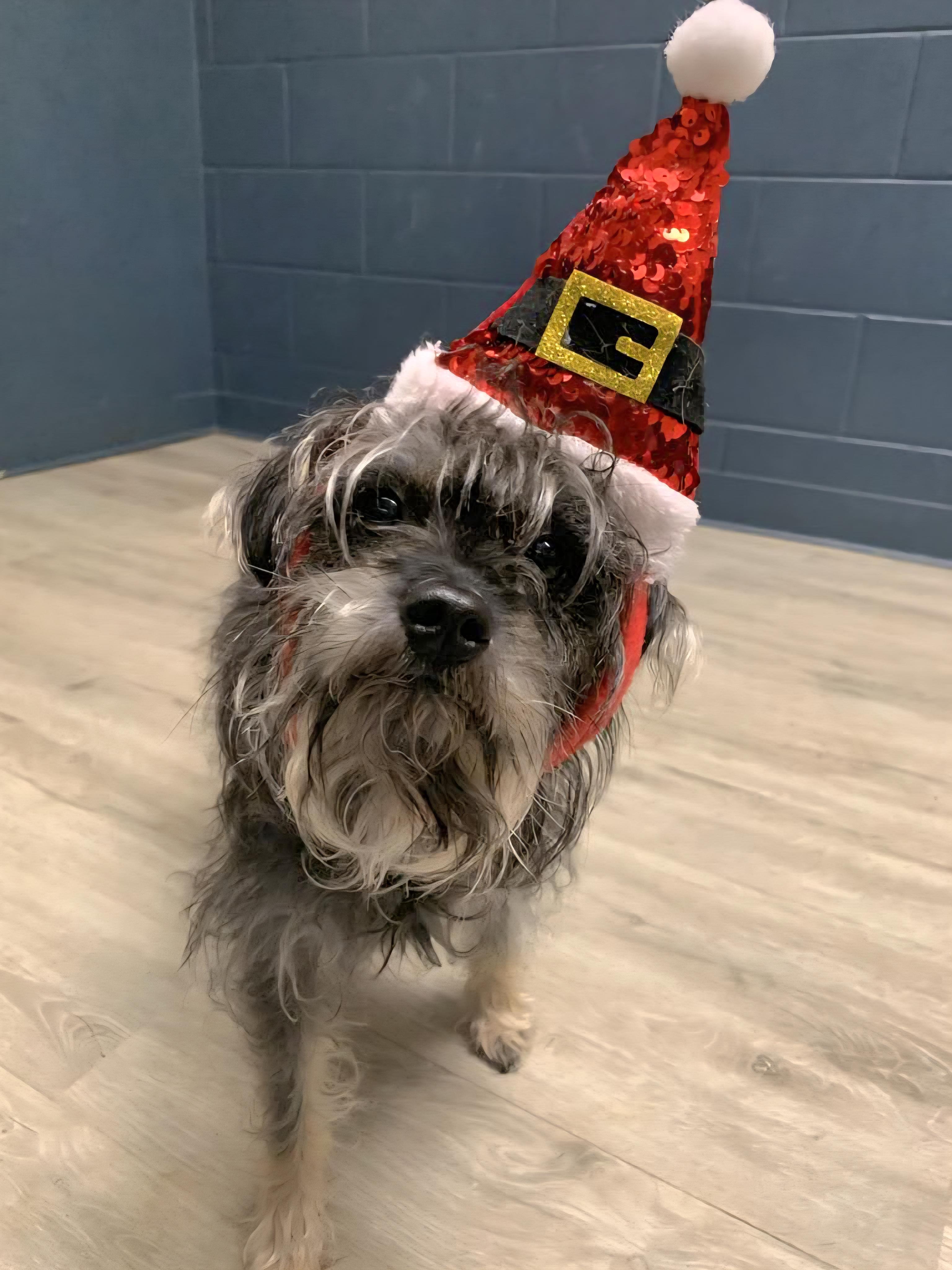 Caterpillar thumbnail 5