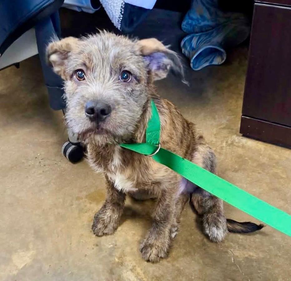 Rocky, Adopted, Puppy Male Border Terrier.