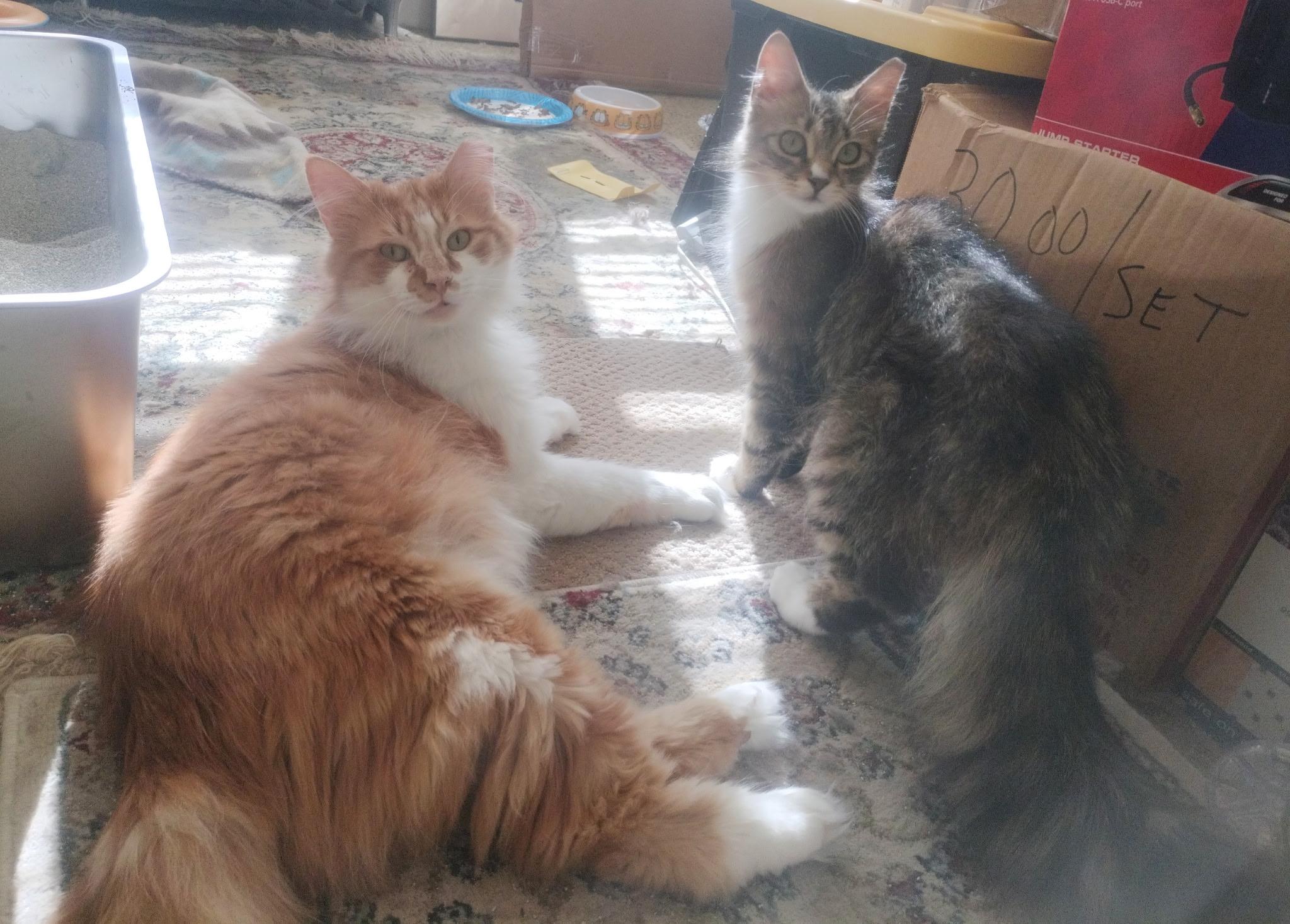 Oliver and Olivia, a ADOPTABLE mixed breed in Canton, MA image 1/5