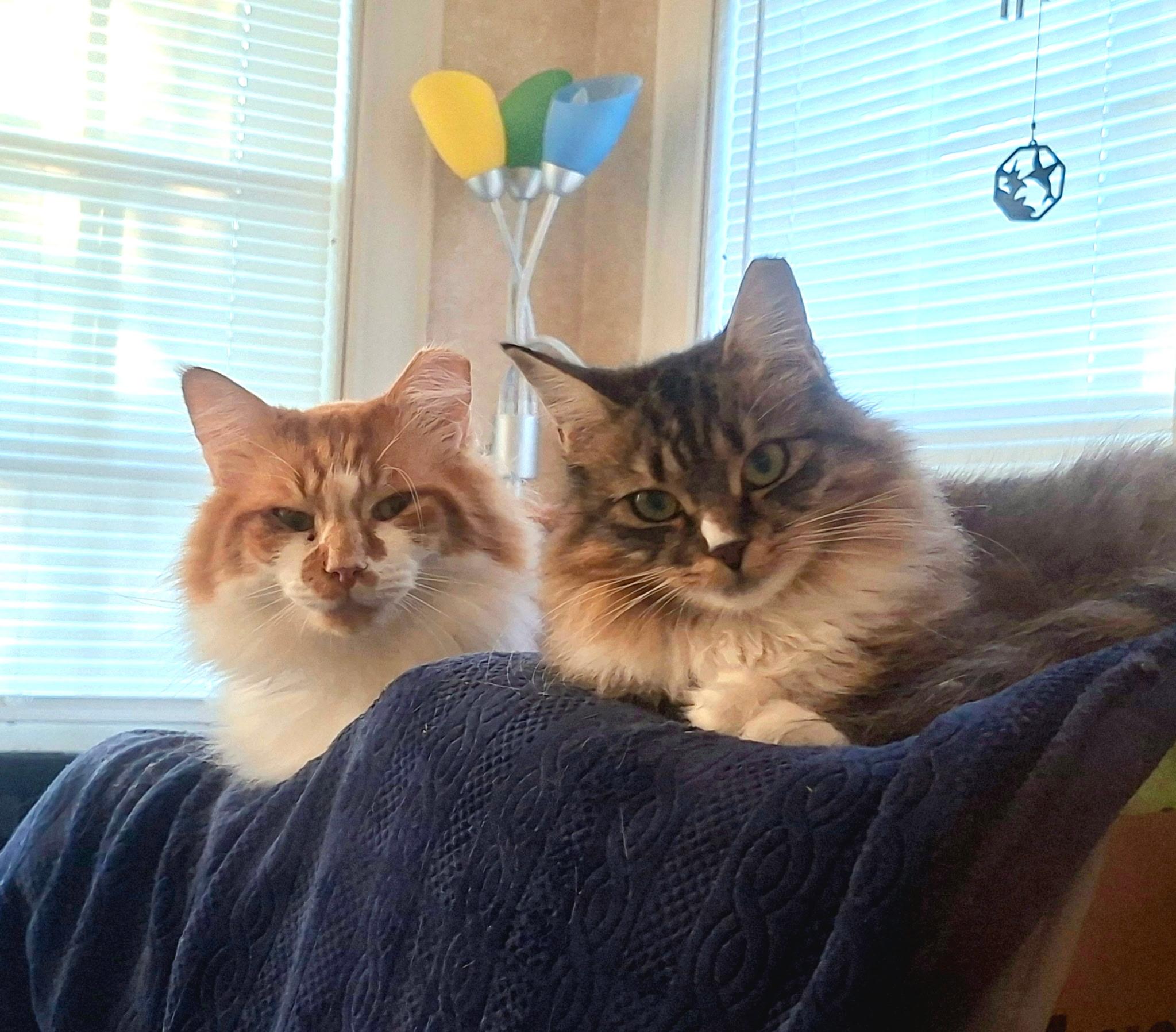 Oliver and Olivia, Adoptable, Young Female Domestic Medium Hair & Domestic Short Hair.
