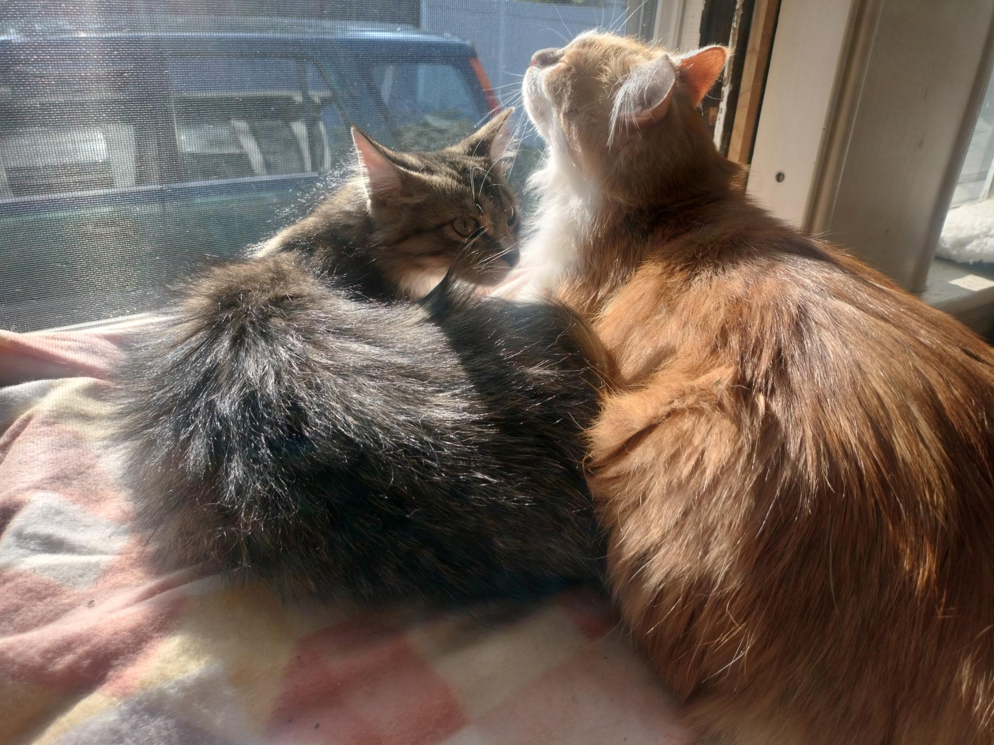 Oliver and Olivia, a ADOPTABLE mixed breed in Canton, MA image 4/5