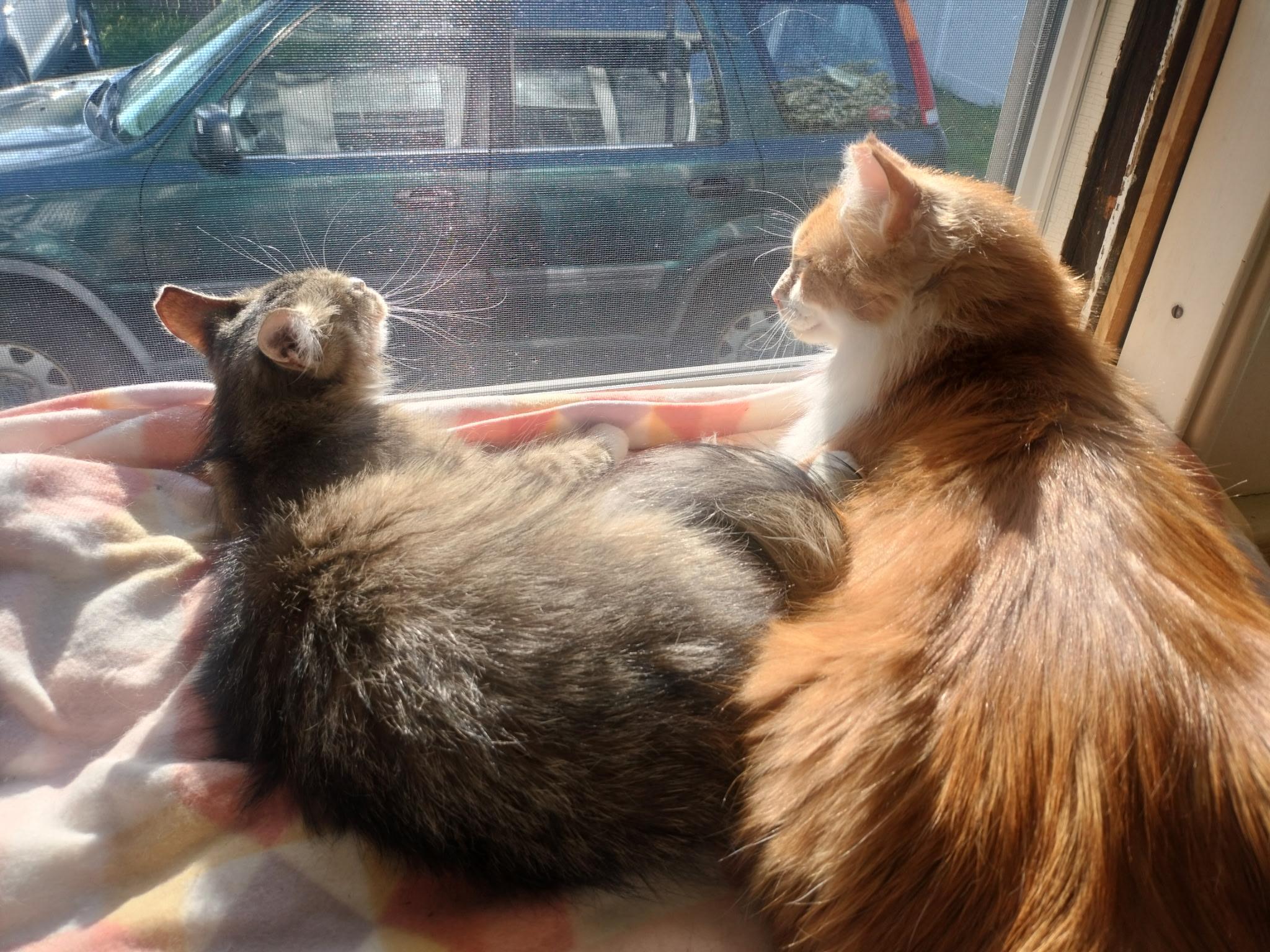 Oliver and Olivia, a ADOPTABLE mixed breed in Canton, MA image 5/5