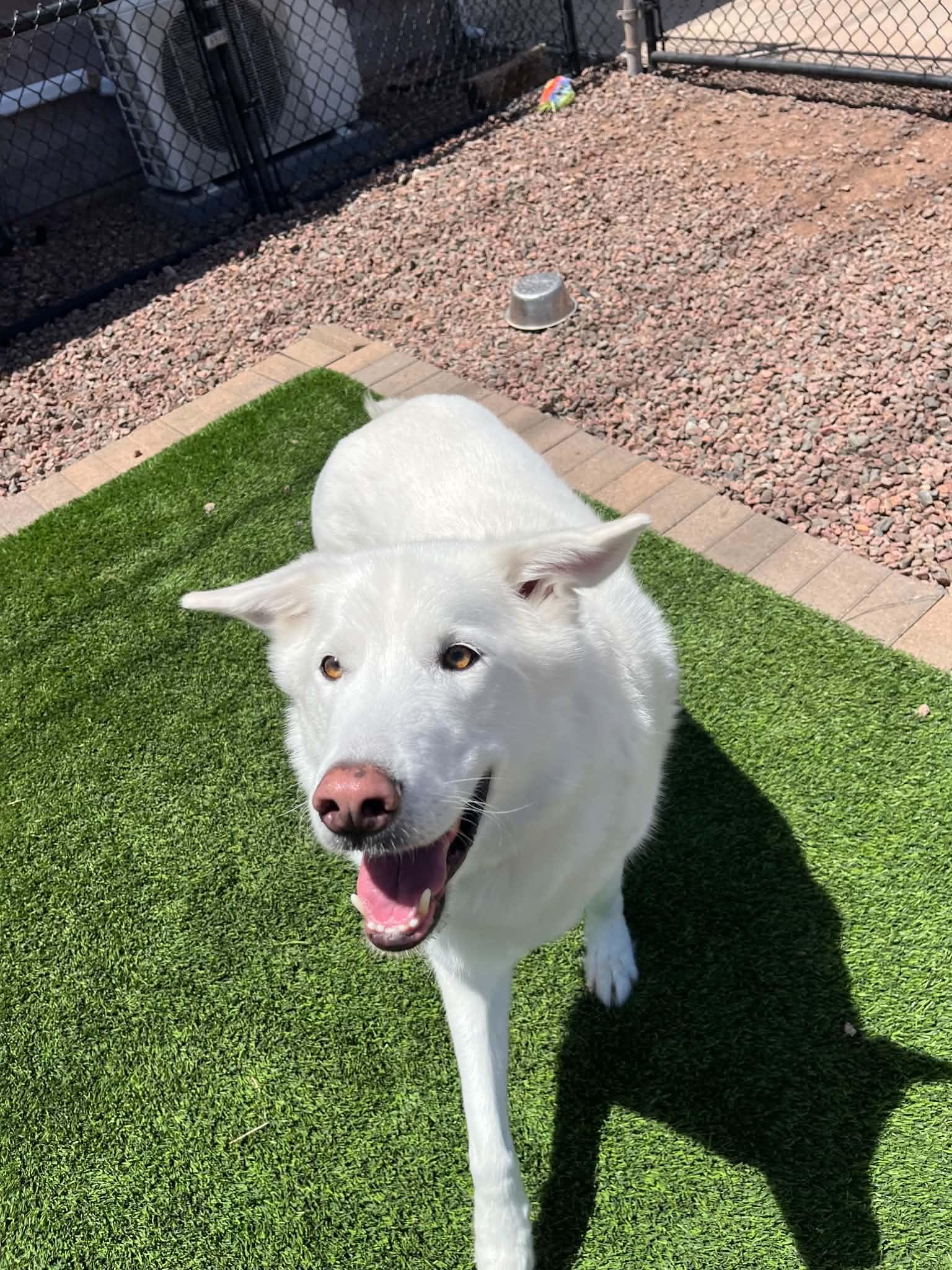 Duke, a ADOPTABLE mixed breed in Plummer, ID image 1/5