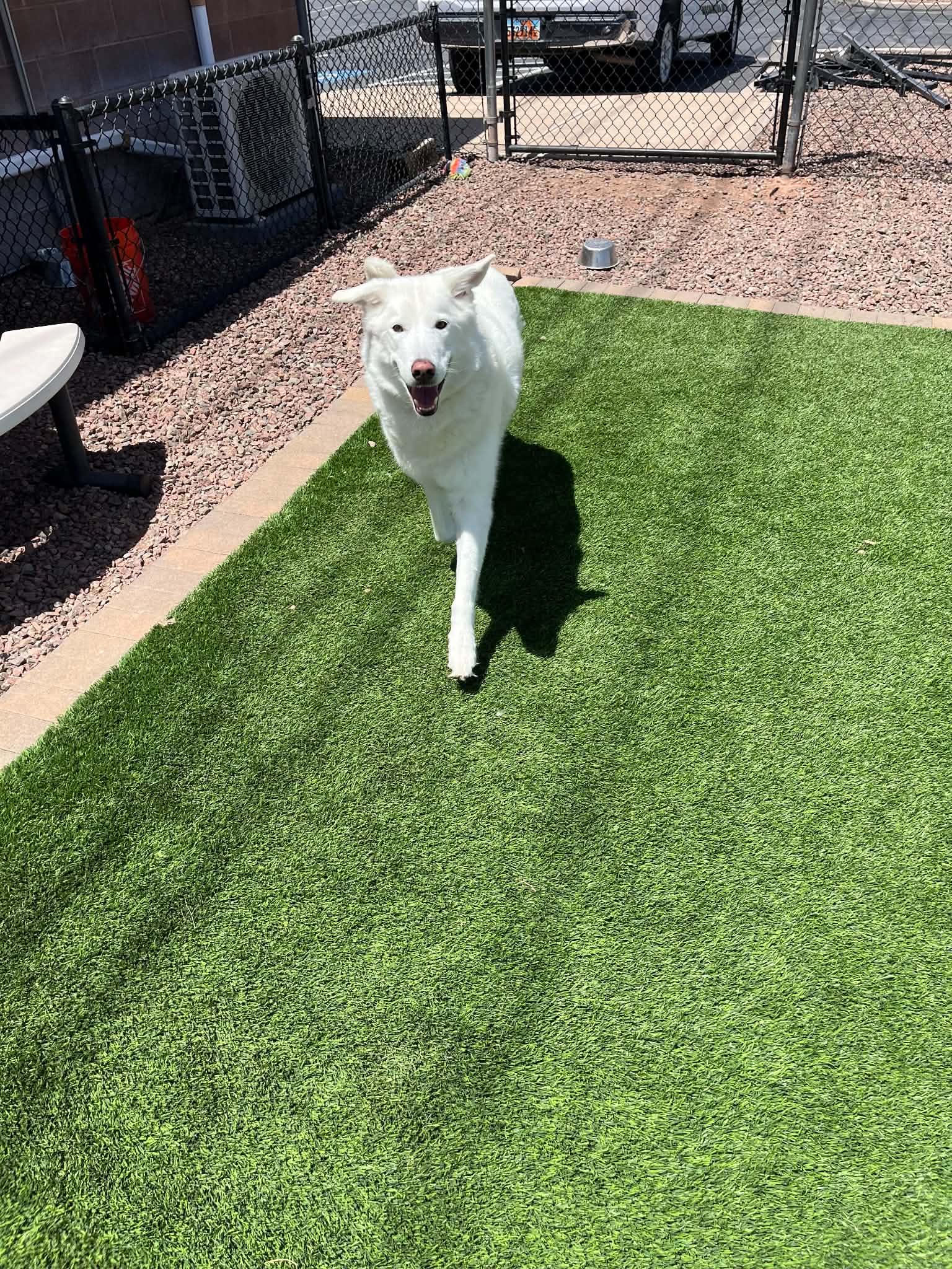 Duke, a ADOPTABLE mixed breed in Plummer, ID image 5/5