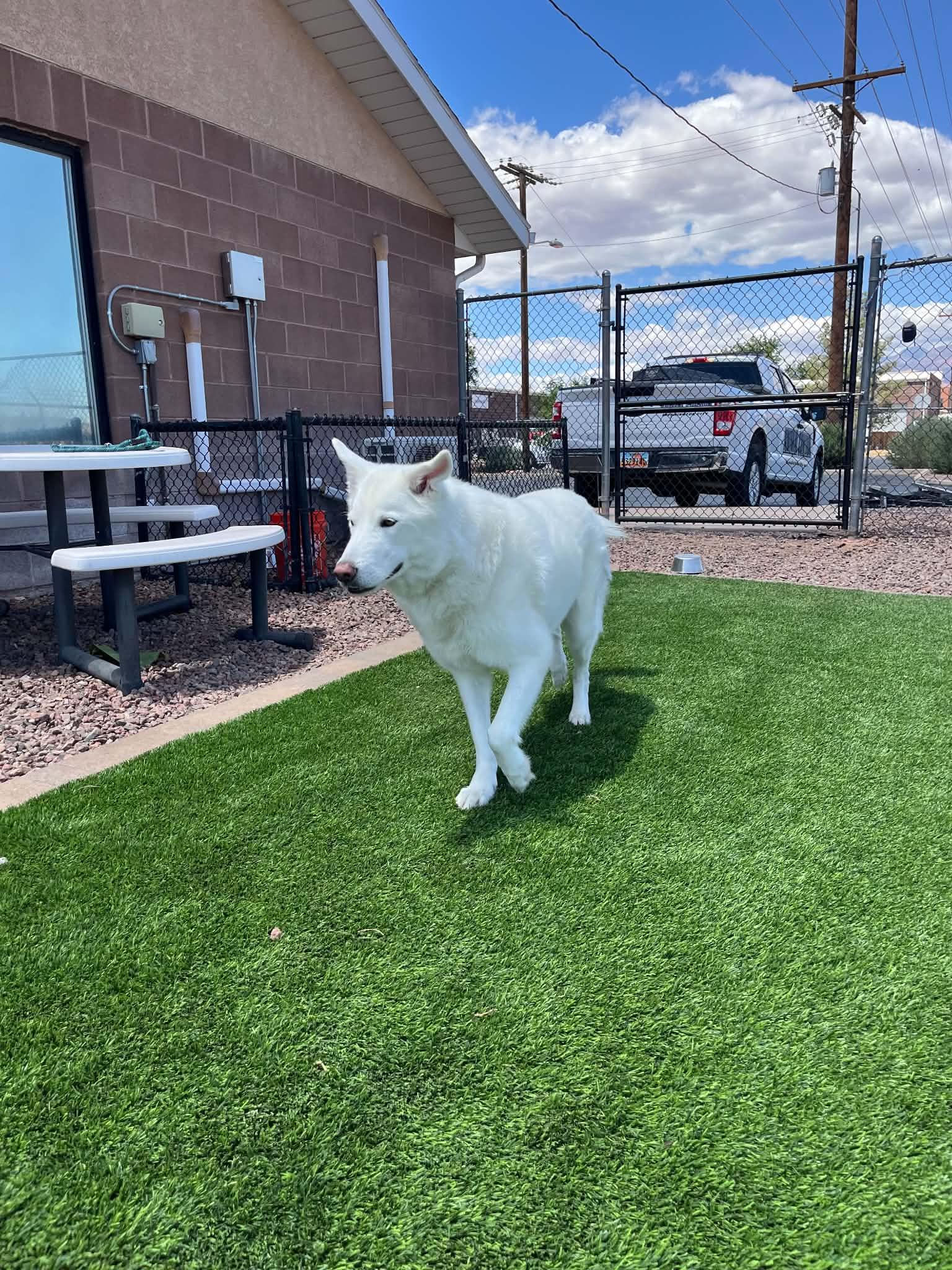 Duke, a ADOPTABLE mixed breed in Plummer, ID image 4/5