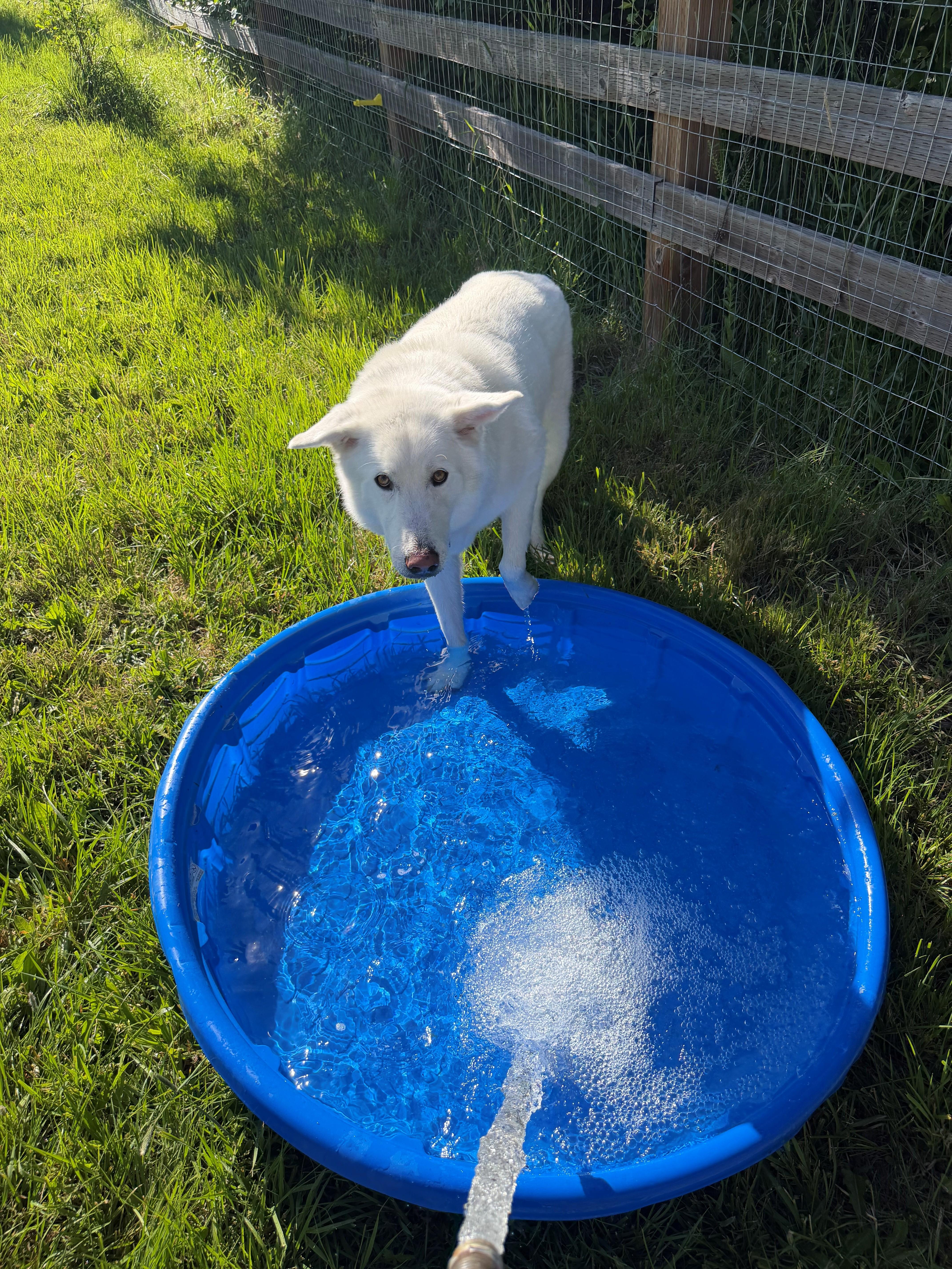 Duke, a ADOPTABLE mixed breed in Plummer, ID image 2/5