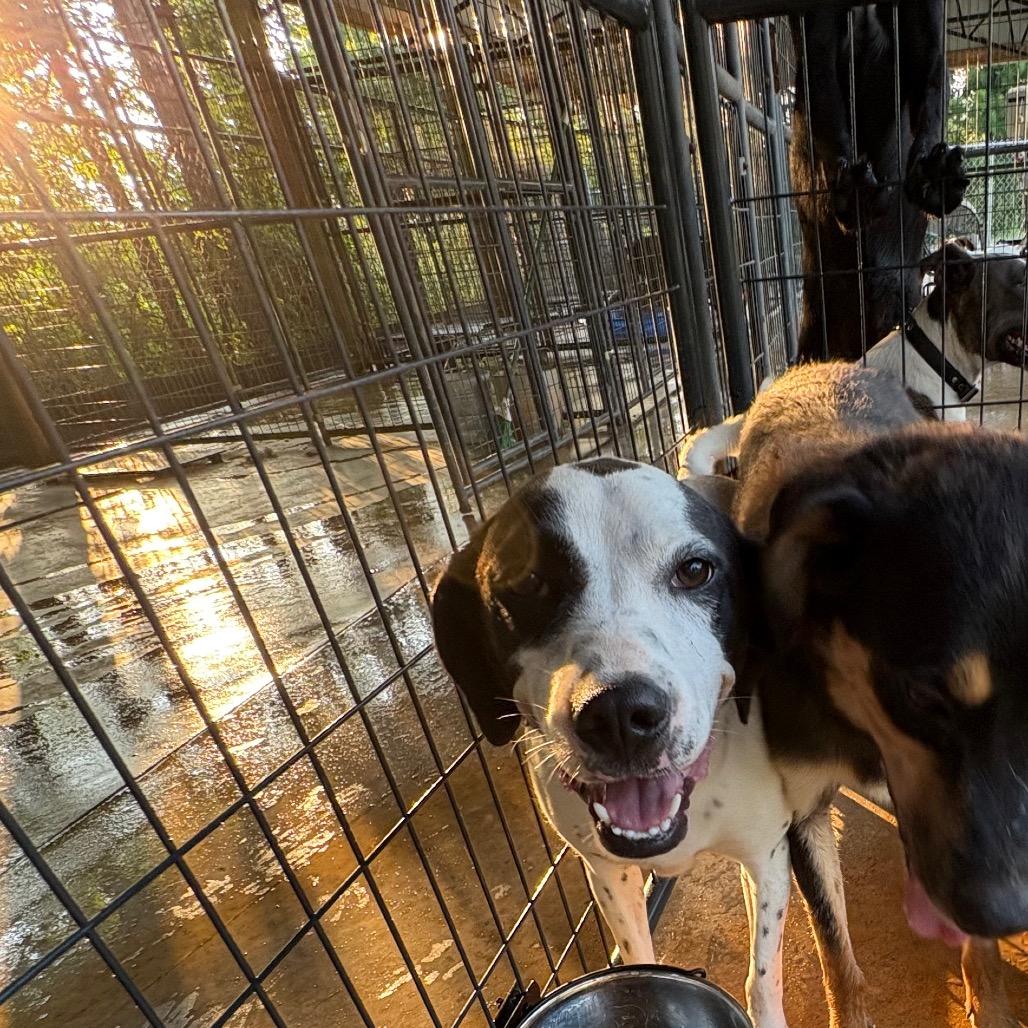 Enlarge Dottie, a Adoptable Mixed Breed in Guin, AL image 1/6