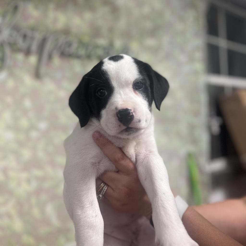 Enlarge Dottie, a Adoptable Mixed Breed in Guin, AL image 2/6