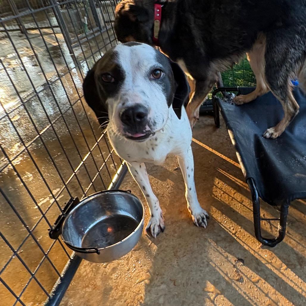 Enlarge Dottie, a Adoptable Mixed Breed in Guin, AL image 3/6