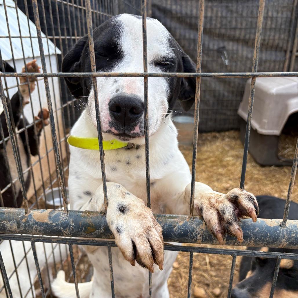 Enlarge Dottie, a Adoptable Mixed Breed in Guin, AL image 4/6
