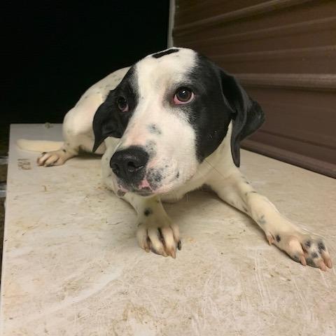 Enlarge Dottie, a Adoptable Mixed Breed in Guin, AL image 5/6