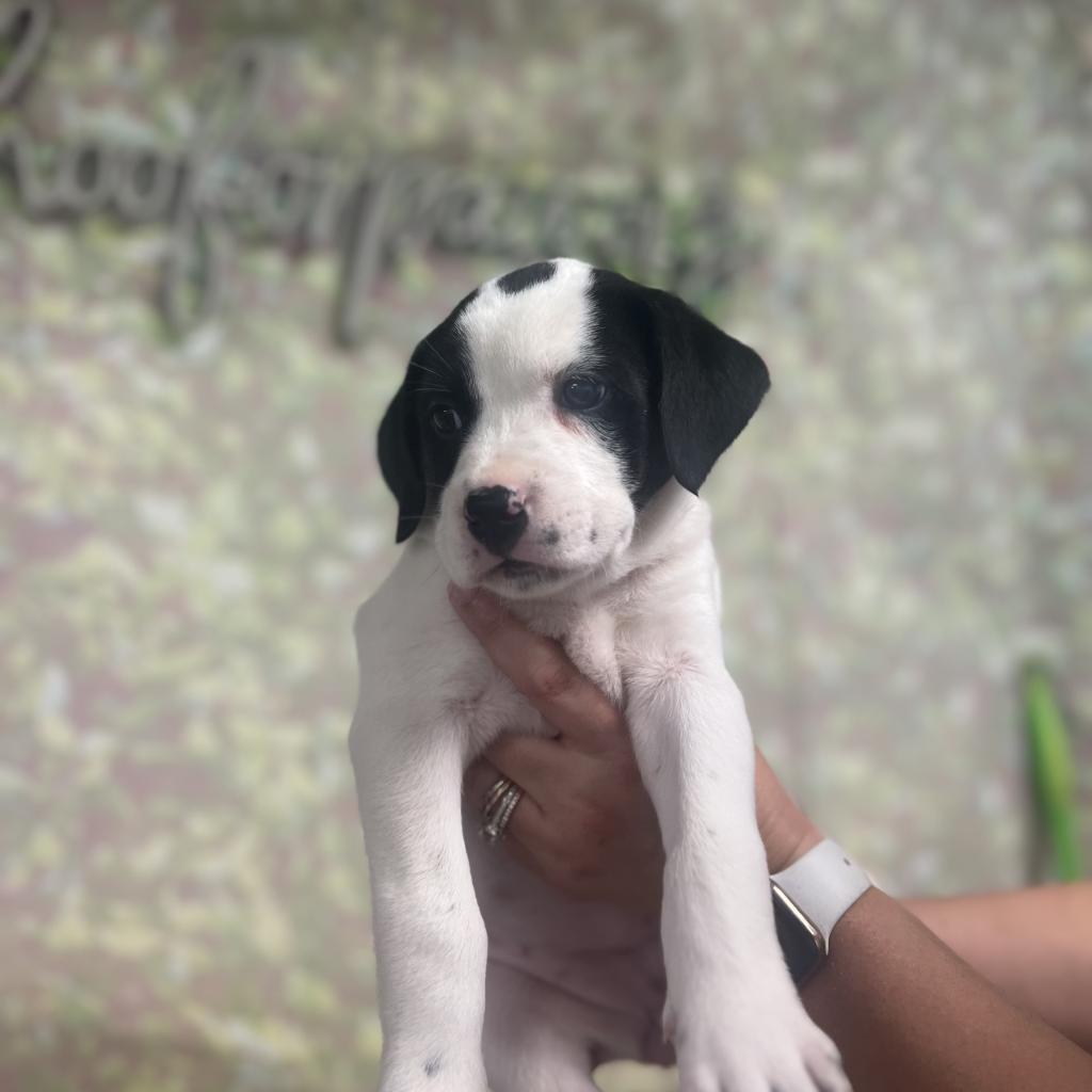 Enlarge Dottie, a Adoptable Mixed Breed in Guin, AL image 6/6