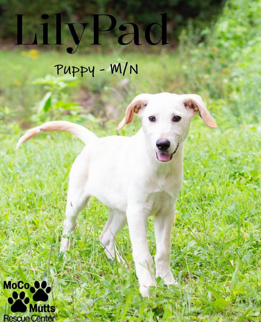 Lily Pad, adopted, Puppy Male Mixed Breed.