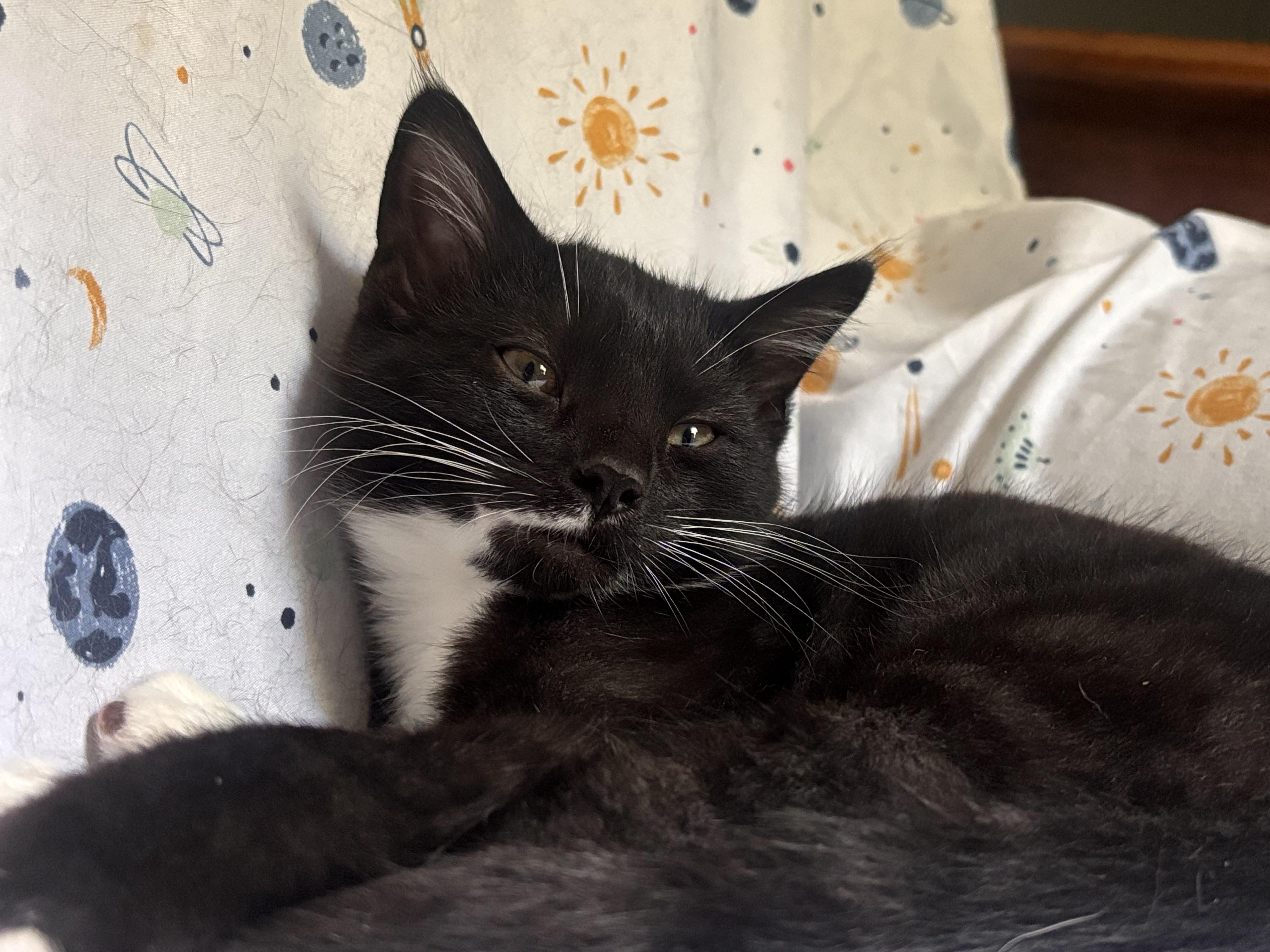 Zoe, a ADOPTABLE Domestic Short Hair in Morgantown, WV image 2/2