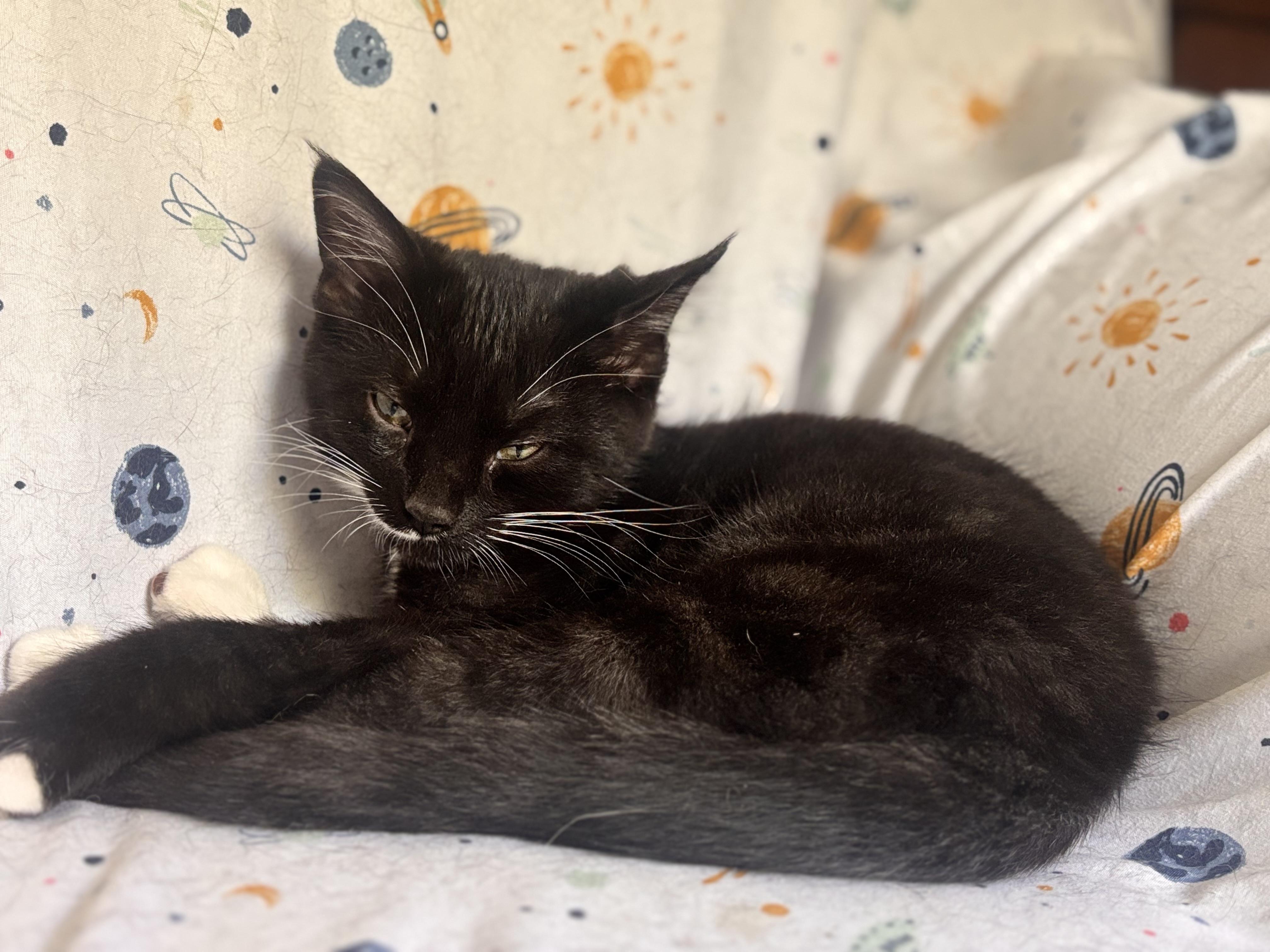 Zoe, ADOPTABLE, Young Female Domestic Short Hair.