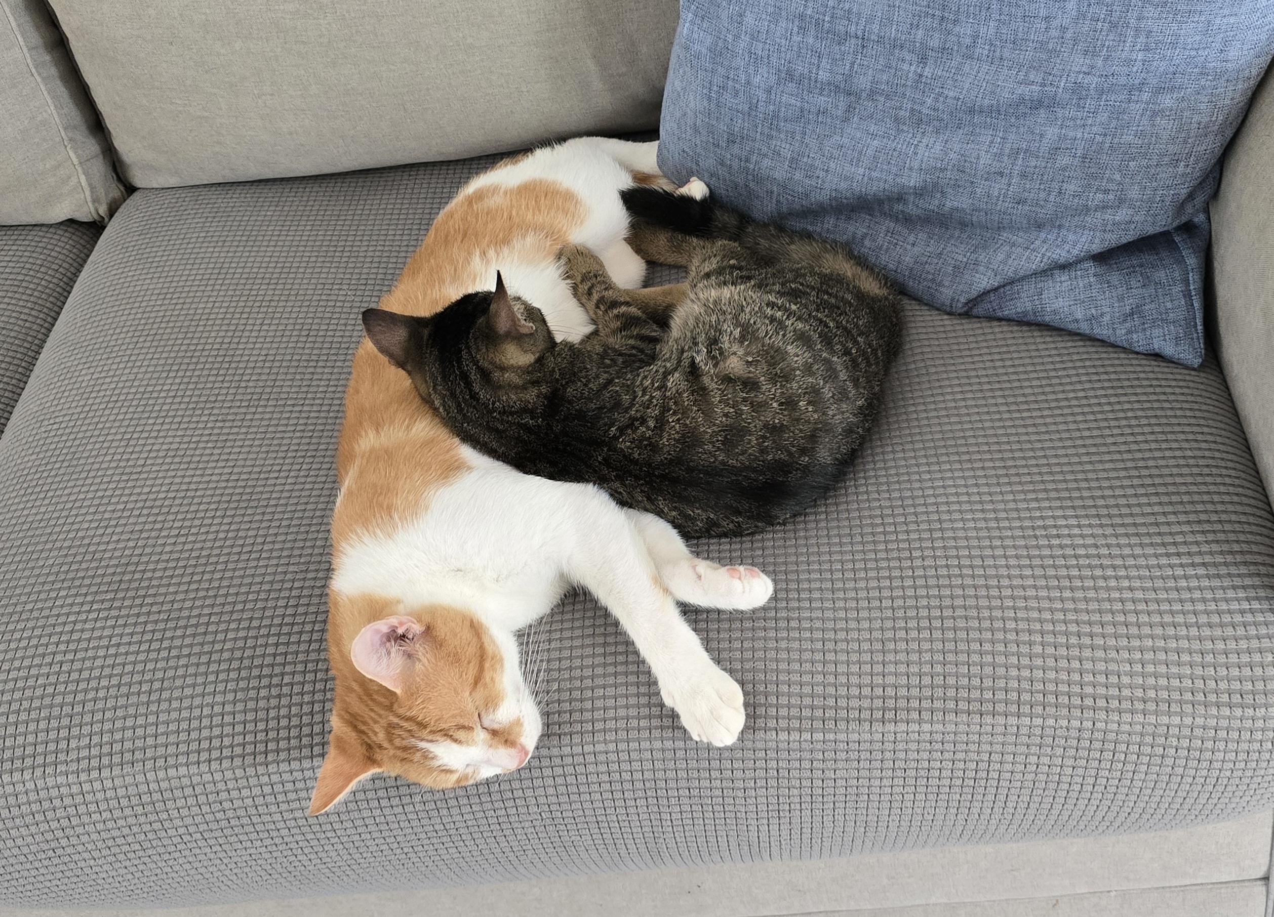 Rusty, a Adoptable Domestic Short Hair in Bethel, OH image 3/3