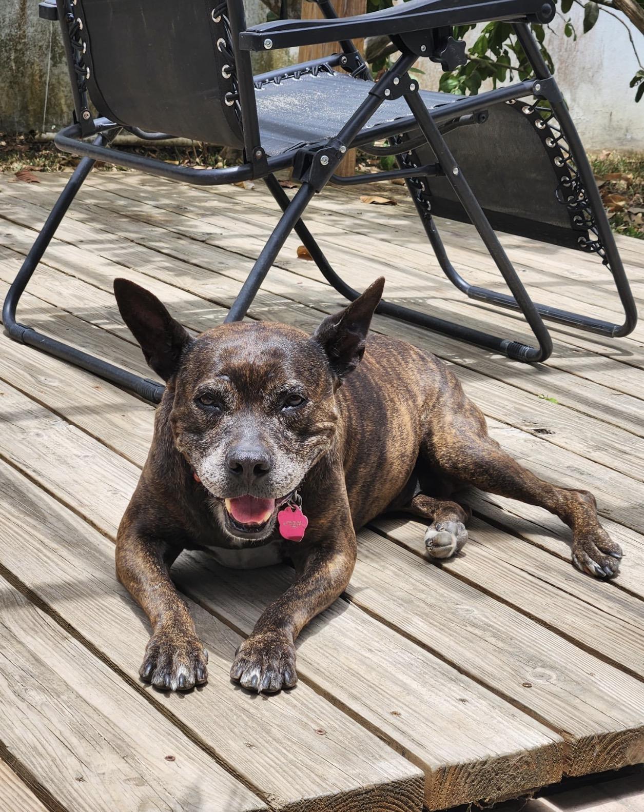 Enlarge PEPA - 10/10 pup, a Adoptable mixed breed in Boston, MA image 2/6