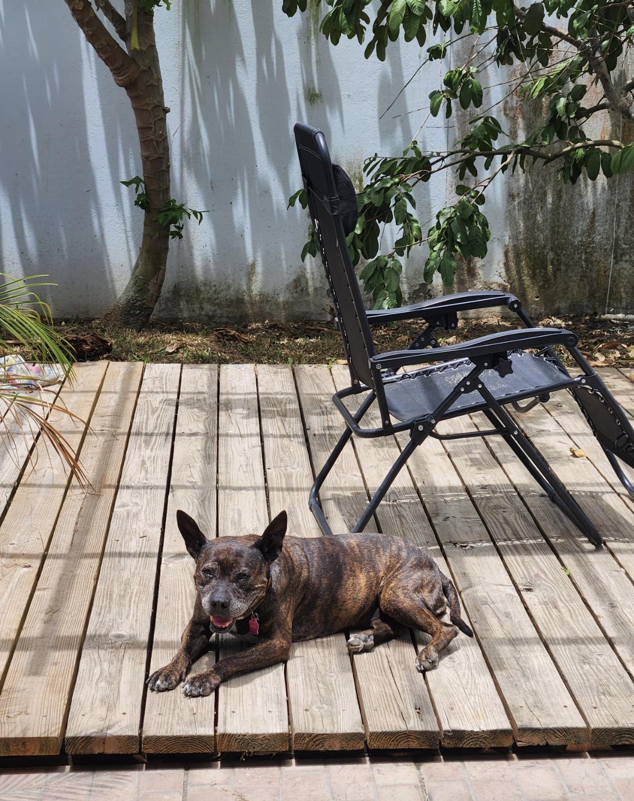 Enlarge PEPA - 10/10 pup, a Adoptable mixed breed in Boston, MA image 5/6
