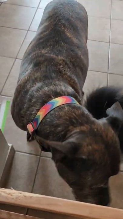 Enlarge PEPA - 10/10 pup, a Adoptable mixed breed in Boston, MA video 6/6