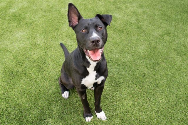 PETE, Adoptable, Adult Male Pit Bull Terrier & Mixed Breed.