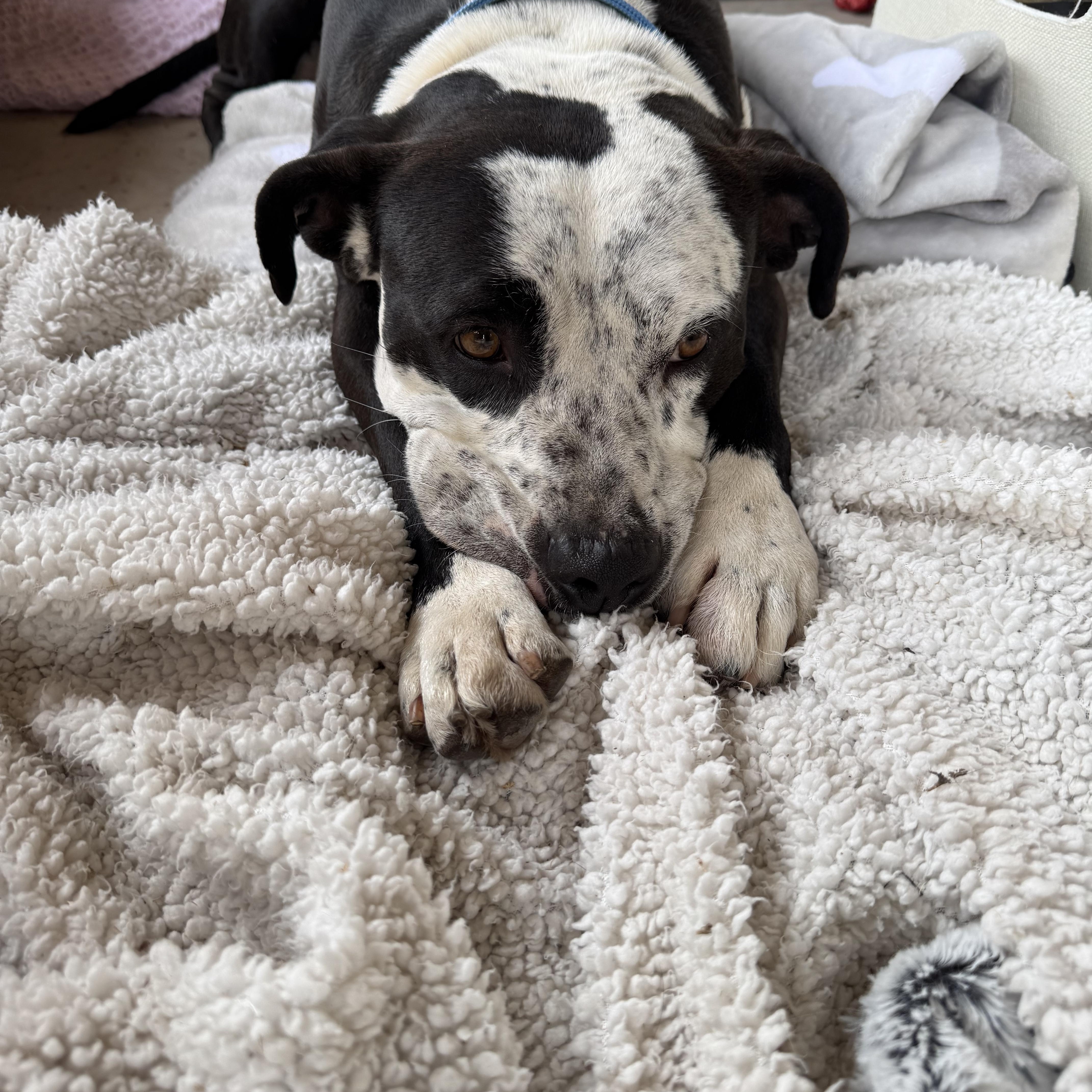 Enlarge Petey, an adopted mixed breed in Mesa, AZ image 1/6