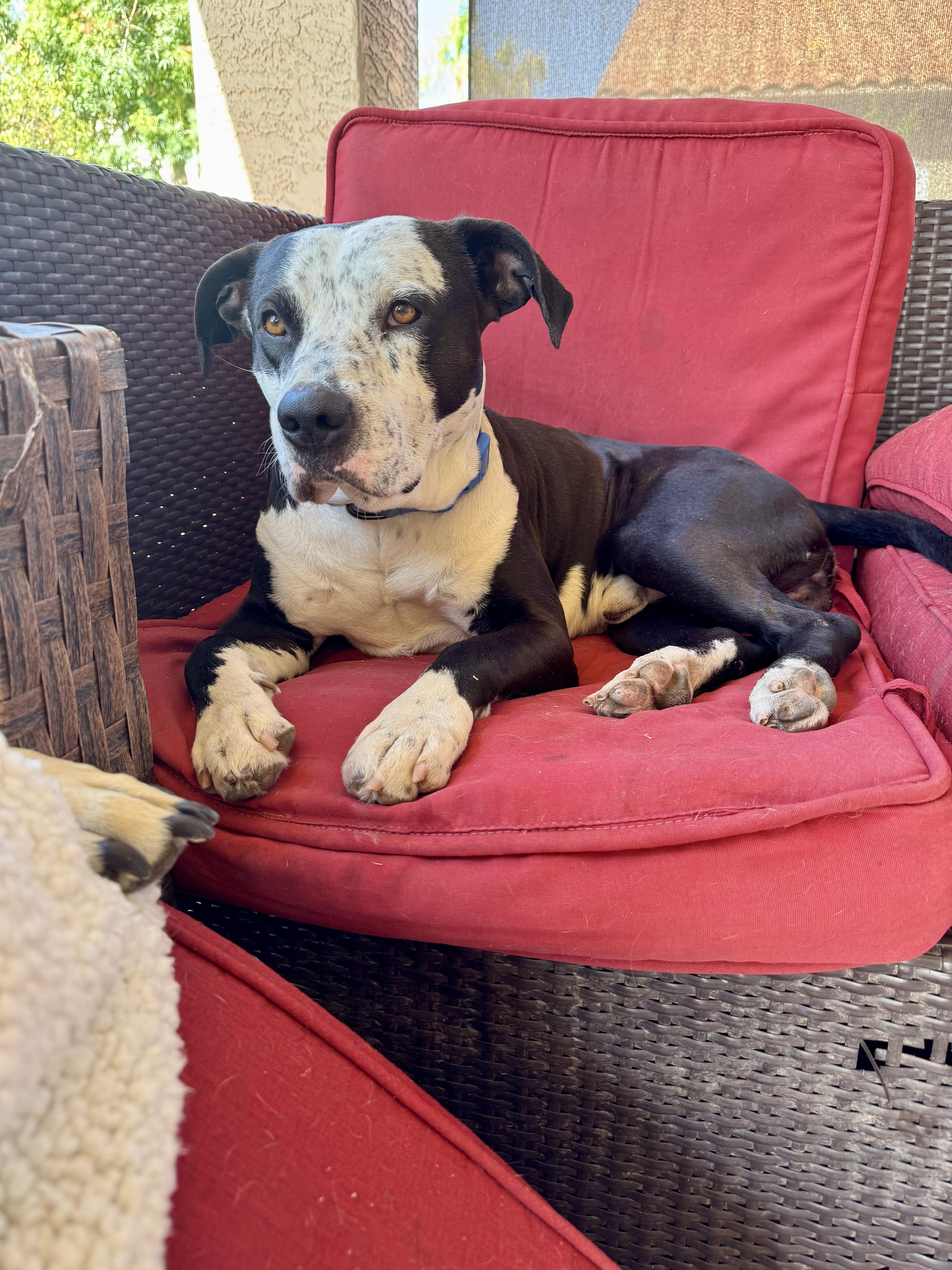 Enlarge Petey, an adopted mixed breed in Mesa, AZ image 2/6