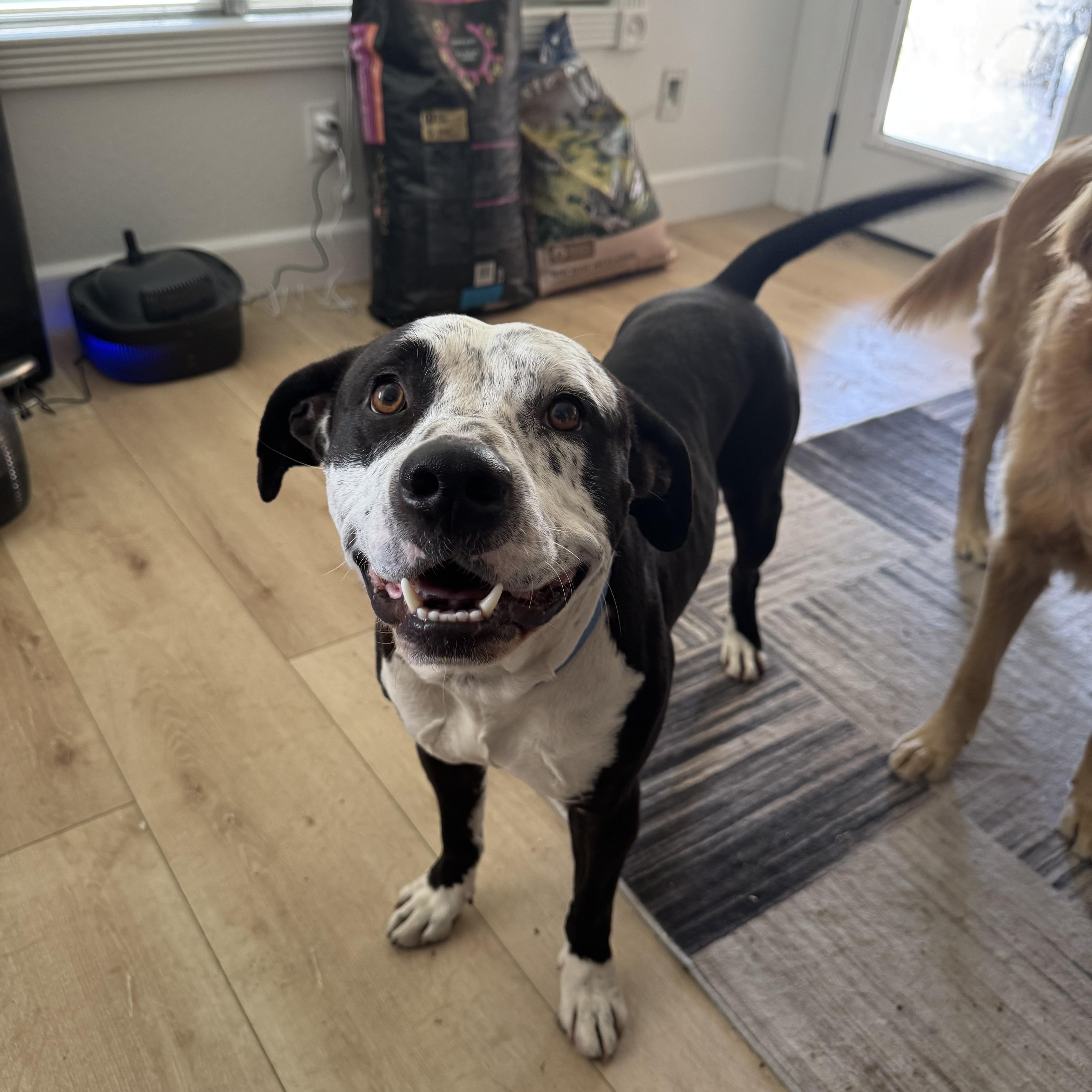 Enlarge Petey, an adopted mixed breed in Mesa, AZ image 3/6