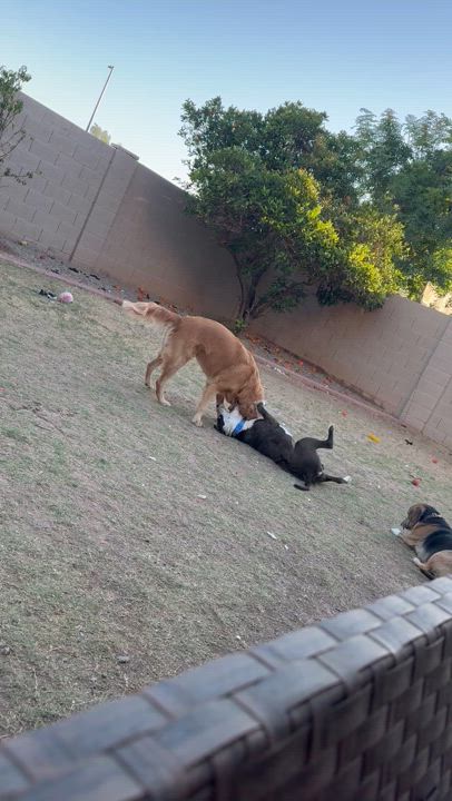 Enlarge Petey, an adopted mixed breed in Mesa, AZ video 6/6