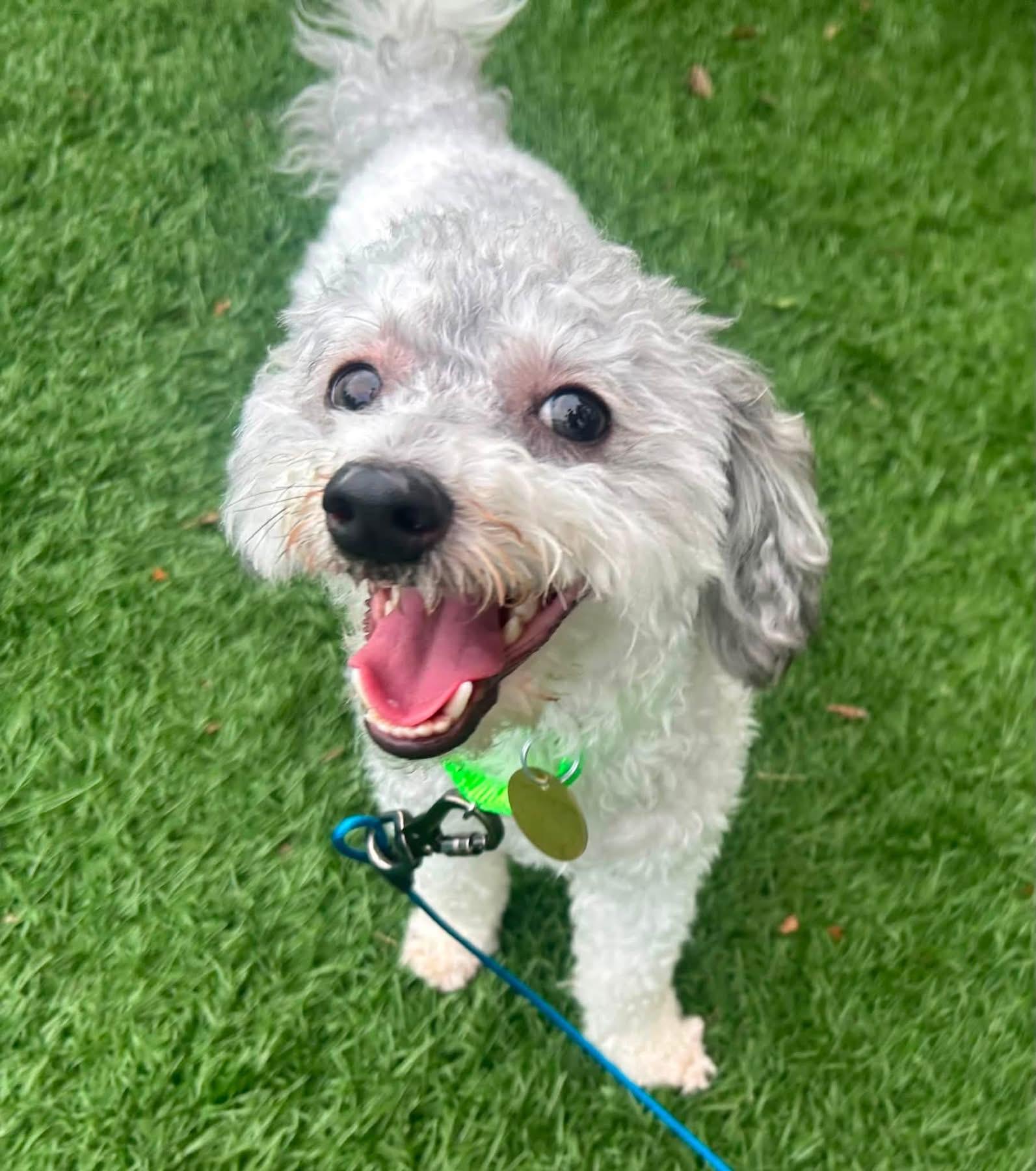 Enlarge Ernest, a ADOPTABLE mixed breed in Oak Ridge, NJ image 2/3