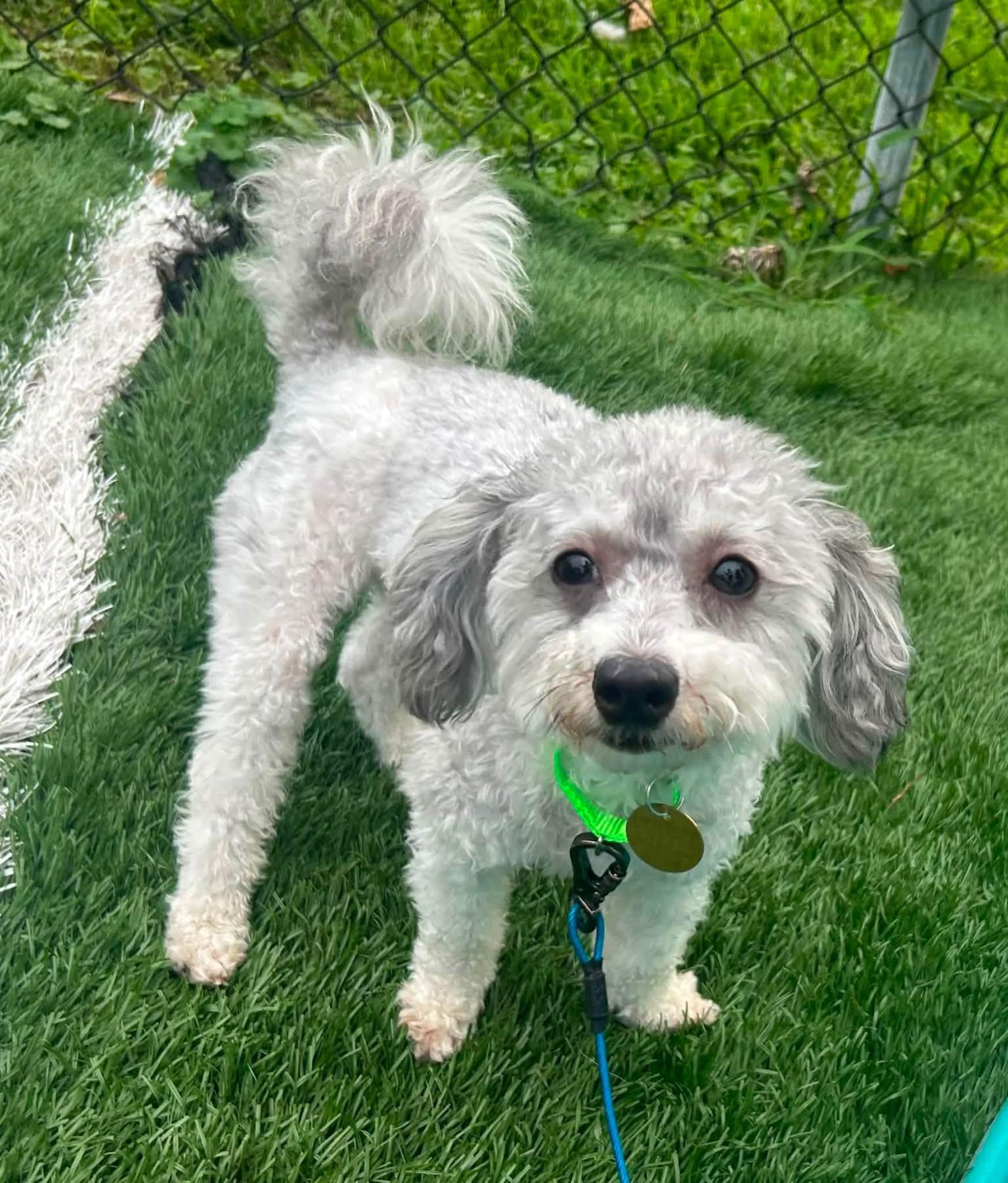 Enlarge Ernest, a ADOPTABLE mixed breed in Oak Ridge, NJ image 1/3