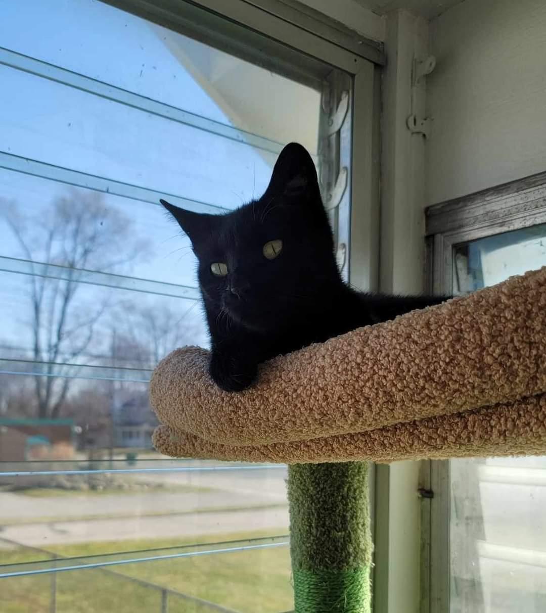 Kiki, Adoptable, Young Female Domestic Short Hair.