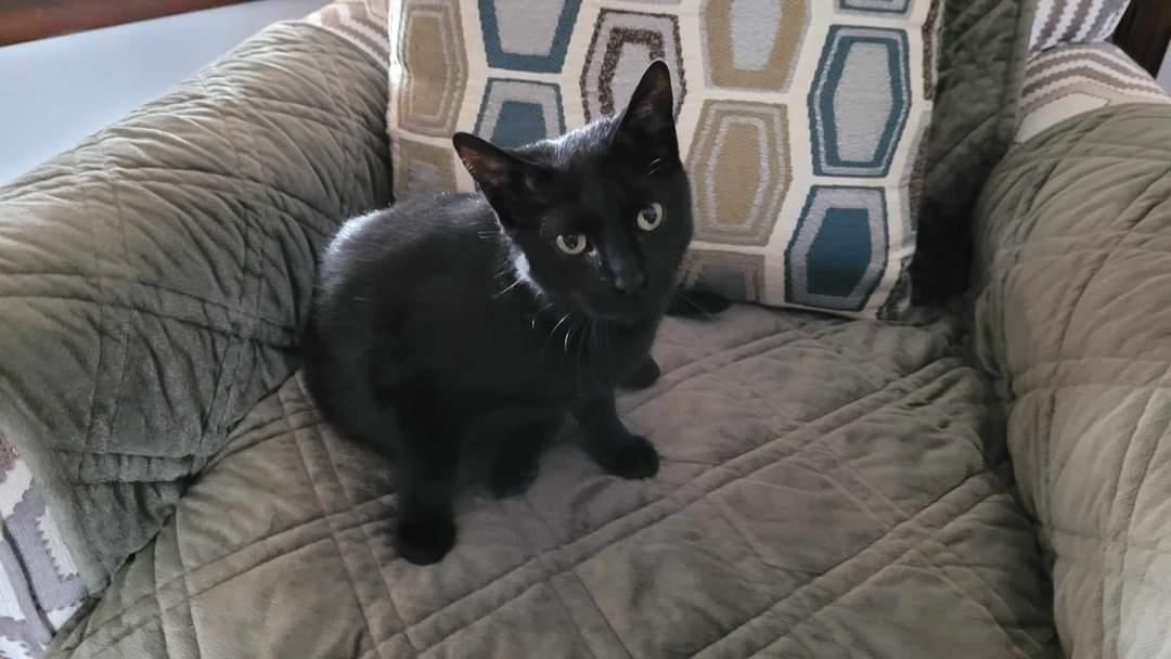 Enlarge Kiki, a Adoptable Domestic Short Hair in Marine City, MI image 2/3