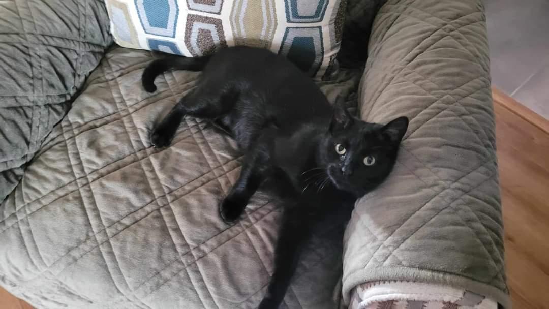 Enlarge Kiki, a Adoptable Domestic Short Hair in Marine City, MI image 3/3