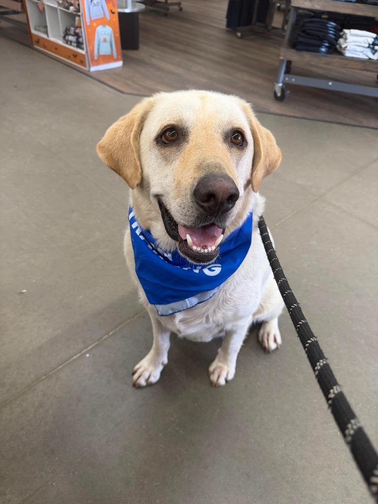 Enlarge BUSTER, a Adoptable Labrador Retriever in Marianna, FL image 1/2