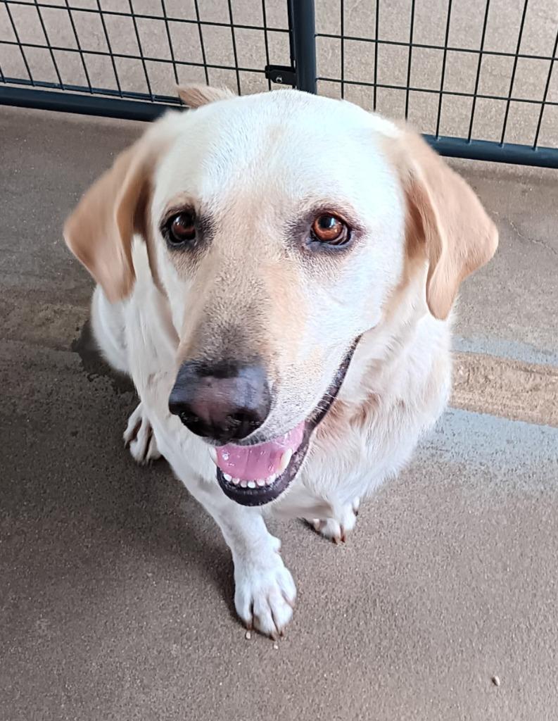 Enlarge BUSTER, a Adoptable Labrador Retriever in Marianna, FL image 2/2