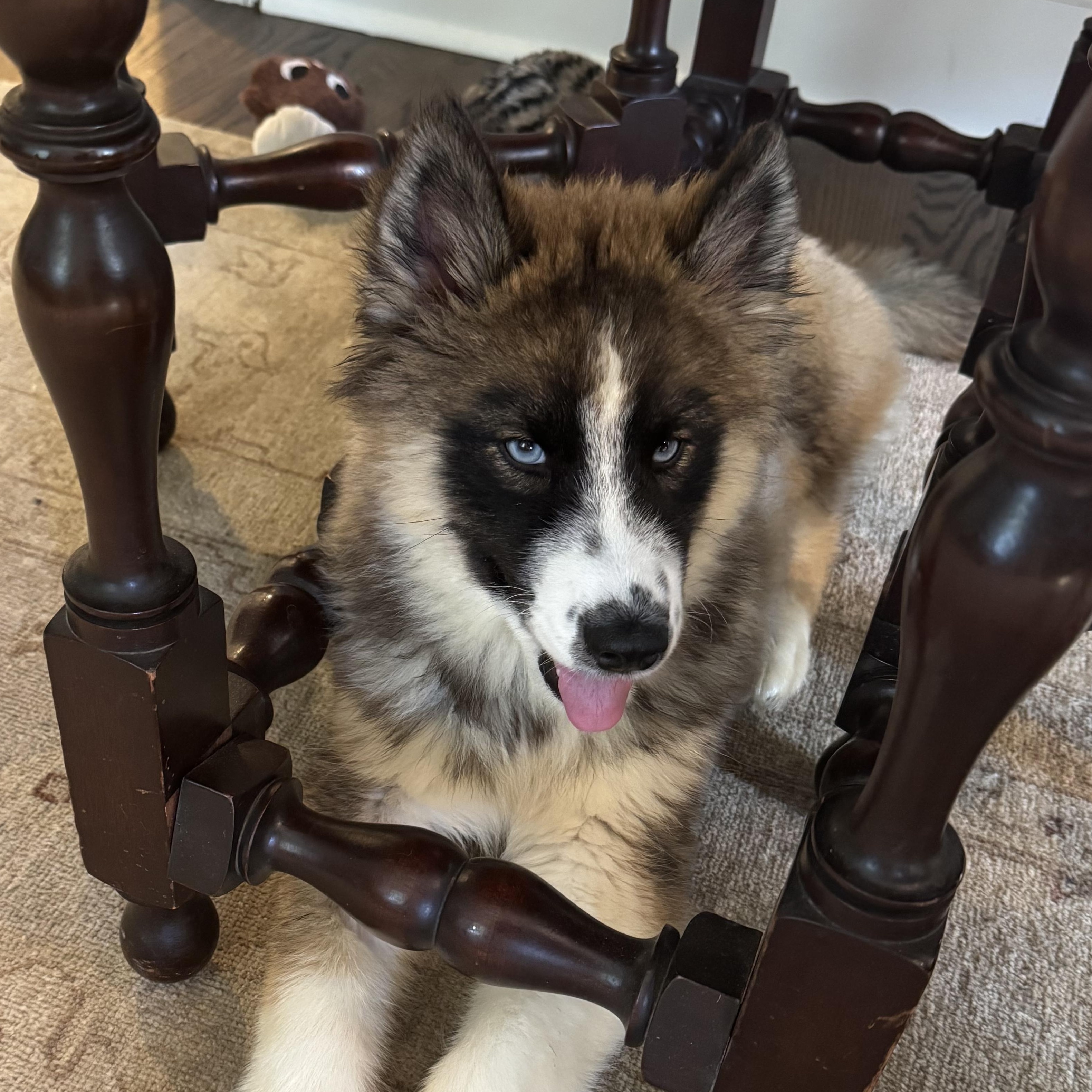 Haaland, a Adoptable Siberian Husky in Richmond, VA image 3/6
