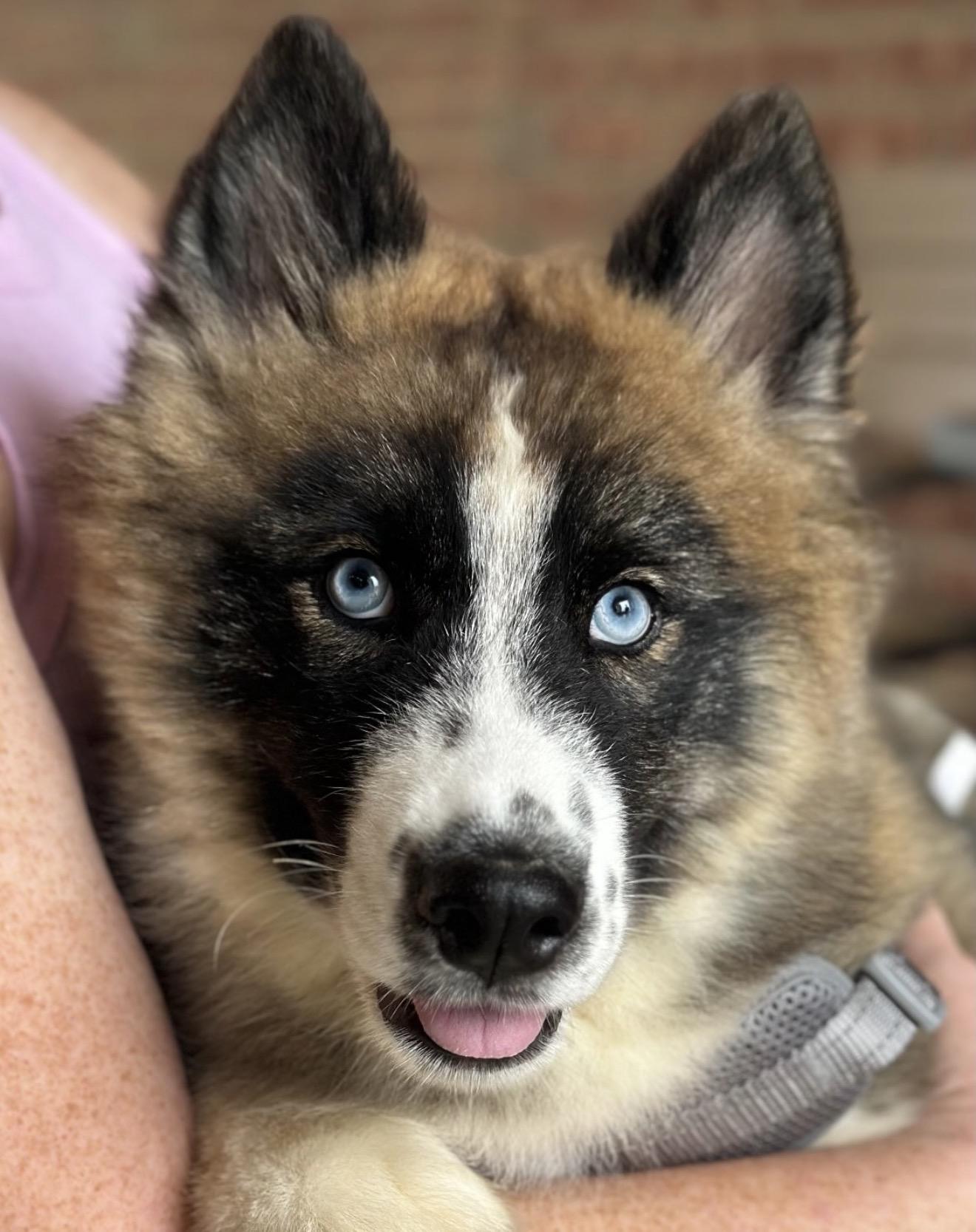 Haaland, a Adoptable Siberian Husky in Richmond, VA image 2/6
