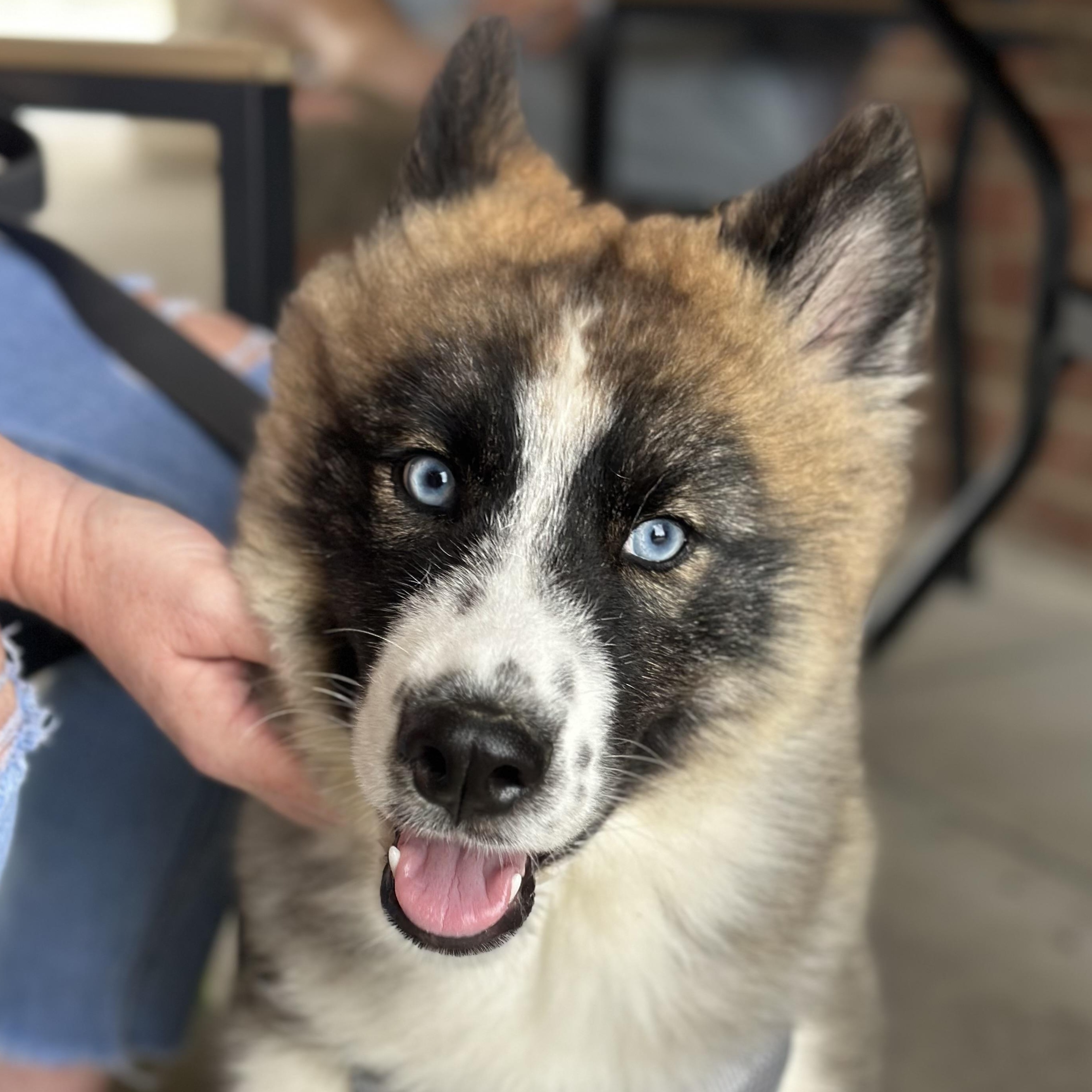 Haaland, Adoptable, Puppy Female Siberian Husky.