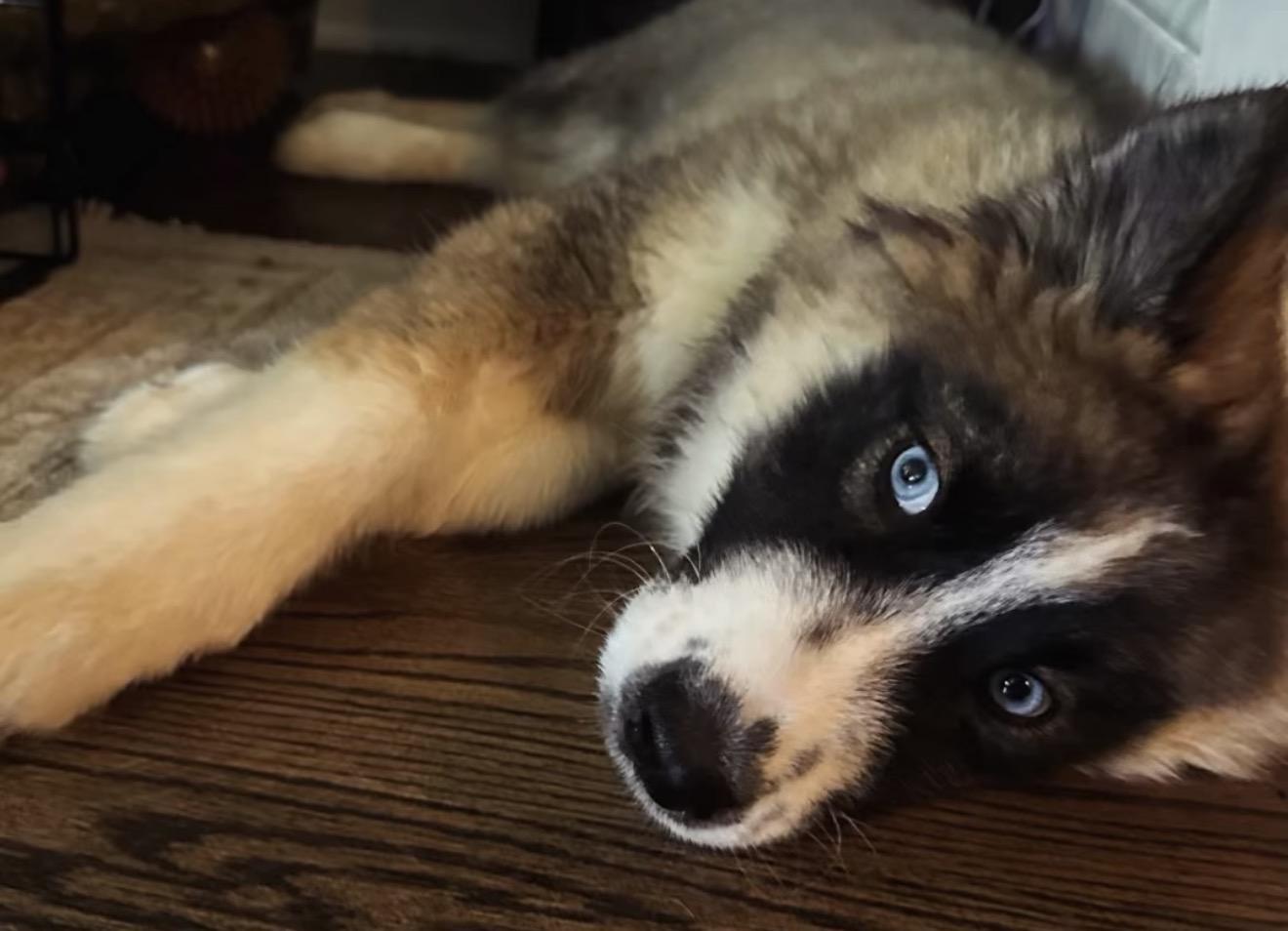 Haaland, a Adoptable Siberian Husky in Richmond, VA image 6/6
