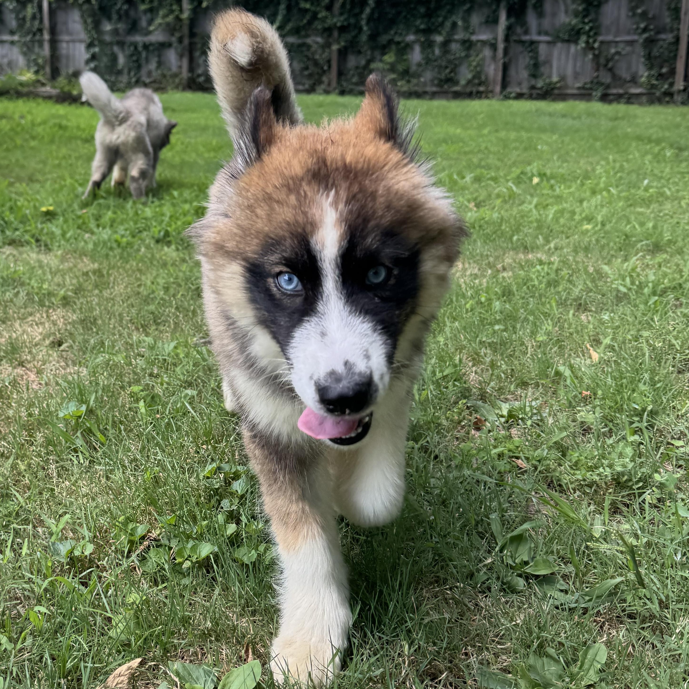 Haaland, a Adoptable Siberian Husky in Richmond, VA image 5/6