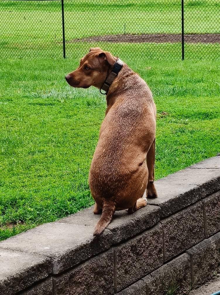 Enlarge Buck Strickland, a Adoptable mixed breed in Rittman , OH image 2/6