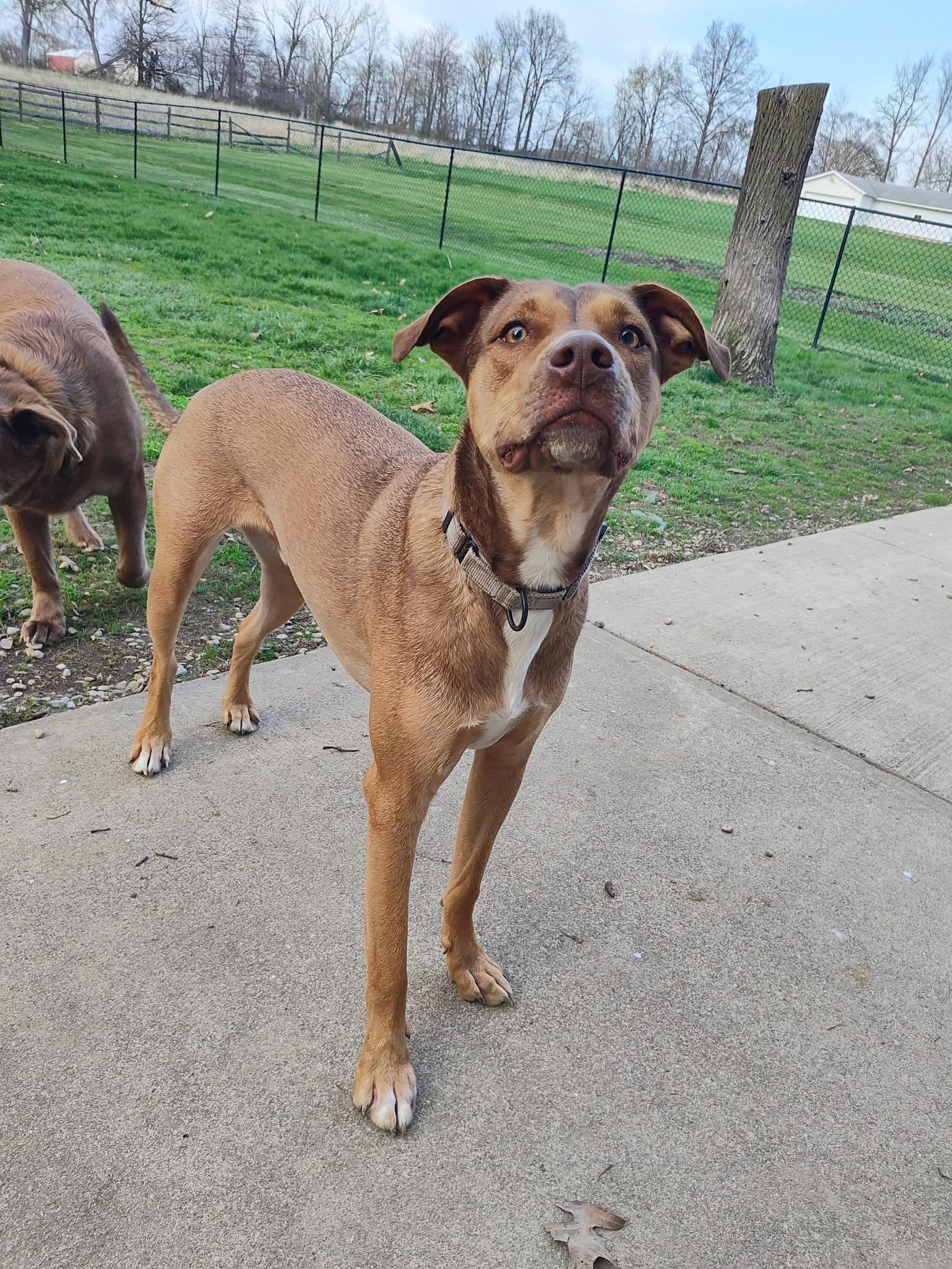 Enlarge Buck Strickland, a Adoptable mixed breed in Rittman , OH image 4/6