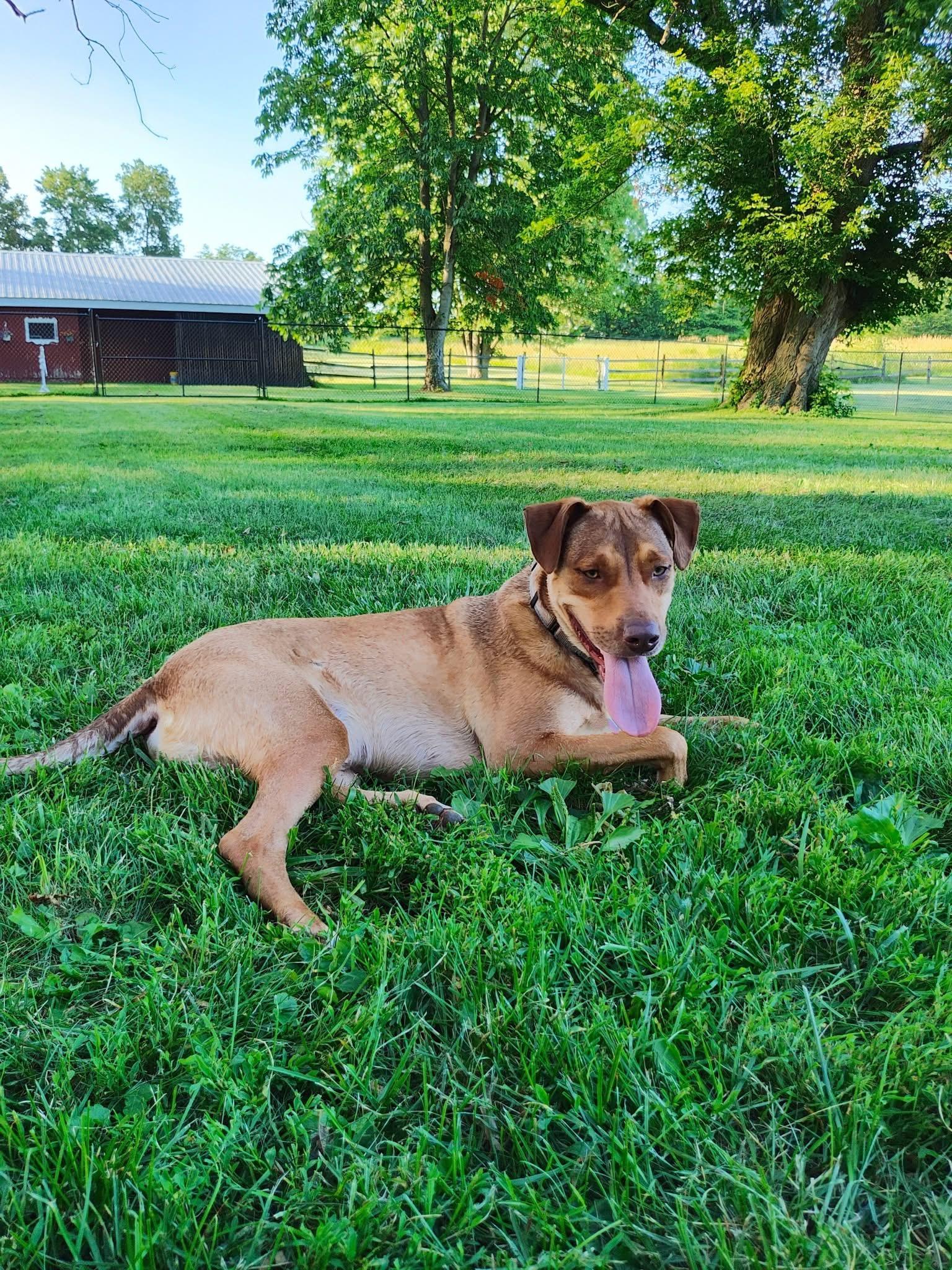Enlarge Buck Strickland, a Adoptable mixed breed in Rittman , OH image 5/6