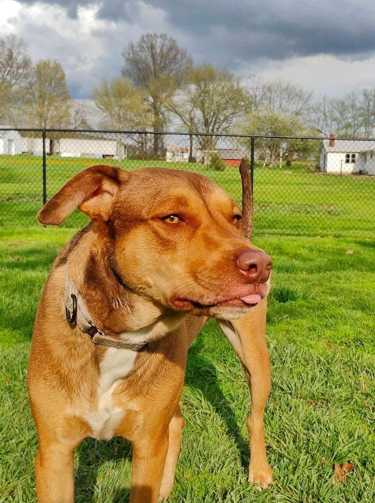Enlarge Buck Strickland, a Adoptable mixed breed in Rittman , OH image 6/6