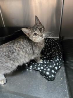 Enlarge Pecan, an adopted Torbie in Joshua, TX image 2/2