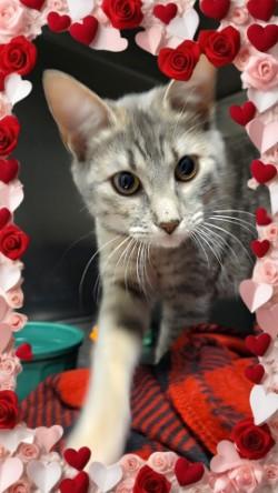 Pecan, adopted, Young Female Torbie.