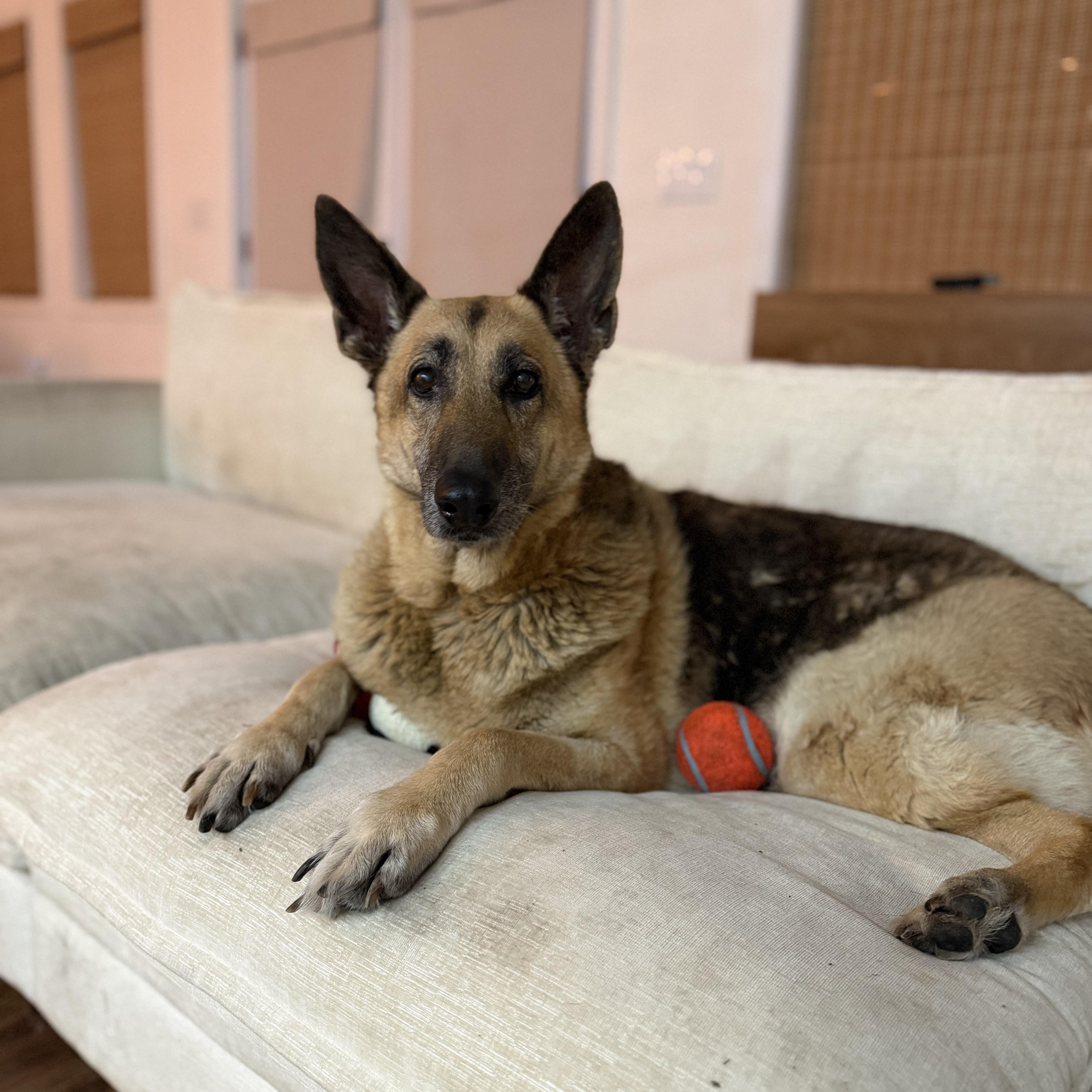 Enlarge Bella, a ADOPTABLE German Shepherd Dog in Calabash, NC image 1/4