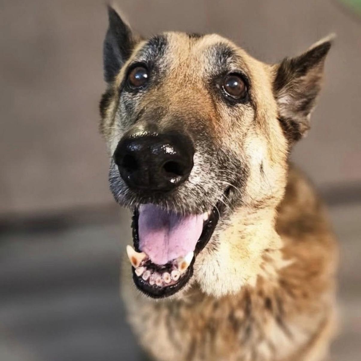 Bella, ADOPTABLE, Senior Female German Shepherd Dog.